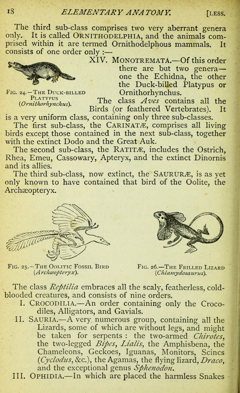 Fig. 24 -The Duck-billed Platypus {Omithorhynchus). The third sub-class comprises two very aberrant genera only. It is called Ornithodelphia, and the animals com- prised within it are termed Ornithodelphous mammals. It consists of one order only :— XIV. MonotrematA.—Of this order there are but two genera— one the Echidna, the other the Duck-billed Platypus or O rn i thorhy nchu s. The class Aves contains all the Birds (or feathered Vertebrates). It is a very uniform class, containing only three sub-classes. The first sub-class, the Carinat^e, comprises all living birds except those contained in the next sub-class, together with the extinct Dodo and the Great Auk. The second sub-class, the Ratit^e, includes the Ostrich, Rhea, Emeu, Cassowary, Apteryx, and the extinct Dinornis and its allies. The third sub-class, now extinct, the Saurur^e, is as yet only known to have contained that bird of the Oolite, the Archaeopteryx. Fig. 25. —The Oolitic Fossil Bird (A rchceopteryx). Fig. 26.—The Frilled Lizard (Chla7iiydosa urtts). The class Reptilia embraces all the scaly, featherless, cold- blooded creatures, and consists of nine orders. I. Crocodilta.—An order containing only the Croco- diles, Alligators, and Gavials. II. SAURIA.—Avery numerous group, containing all the Lizards, some of which are without legs, and might be taken for serpents : the two-armed Ckirotes, the two-legged Biftes, Lialis, the Amphisbena, the Chameleons, Geckoes, Iguanas, Monitors, Seines (Cyclodus, &c), the Agamas, the flying lizard, Draco, and the exceptional genus Sfihenodon.