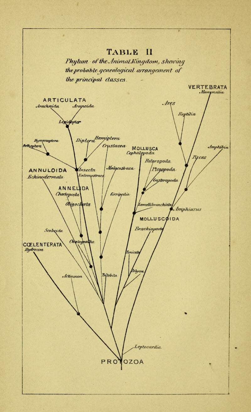 Table ll Thyhan ofihe JnirfmlJ^inf^doniy shcivitKj iheproTiaJhle^^ejieaJncjrtc^l wran^mimt of iheprincipal, classes. VERTEBRATA
