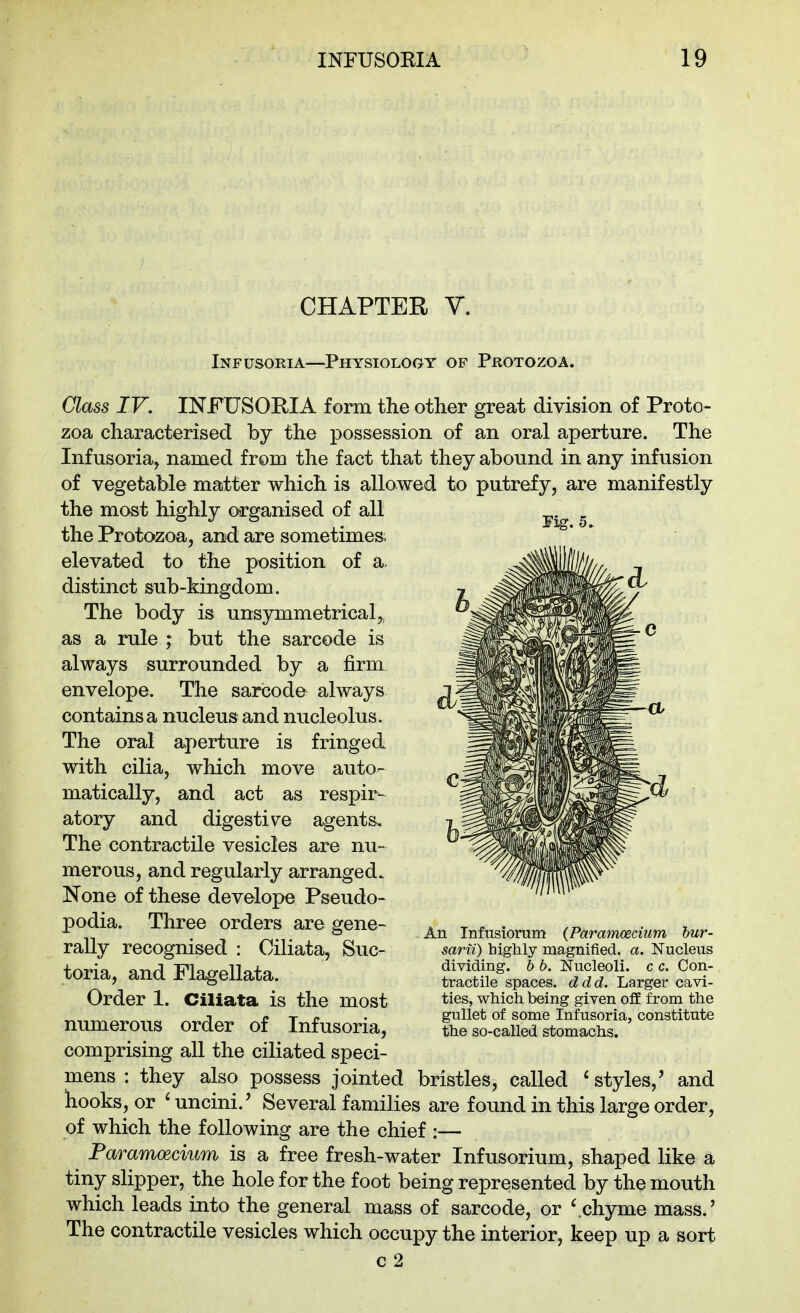 CHAPTER Y. Infusoria—Physiology of Protozoa. aass IV, INFUSORIA form the other great division of Proto- zoa characterised by the possession of an oral aperture. The Infusoria, named from the fact that they abound in any infusion of vegetable matter which is allowed to putrefy, are manifestly the most highly organised of all the Protozoa, and are sometimes, elevated to the position of a. distinct sub-kingdom. The body is unsymmetrical,, as a rule ; but the sarcode is always surrounded by a firm envelope. The sarcode always contains a nucleus and nucleolus. The oral aperture is fringed with cilia, which move auto- matically, and act as respir- atory and digestive agents. The contractile vesicles are nu- merous, and regularly arranged. None of these develope Pseudo- podia. Three orders are gene- rally recognised : Ciliata, Suc- toria, and Flagellata. Order 1. Ciliata is the most numerous order of Infusoria, comprising all the ciliated speci- mens : they also possess jointed bristles, called * styles,' and hooks, or ' uncini.' Several families are found in this large order, of which the following are the chief :— Paramoecium is a free fresh-water Infusorium, shaped like a tiny slipper, the hole for the foot being represented by the mouth which leads into the general mass of sarcode, or ^chyme mass.' The contractile vesicles which occupy the interior, keep up a sort c 2 Jig. 5. An Infusiorum (Paramoecium hur- sarii) highly magnified, a. Nucleus dividing, h b. Nucleoli, c c. Con- tractile spaces, ddd. Larger cavi- ties, which being given off from the gullet of some Infusoria, constitute the so-called stomachs.