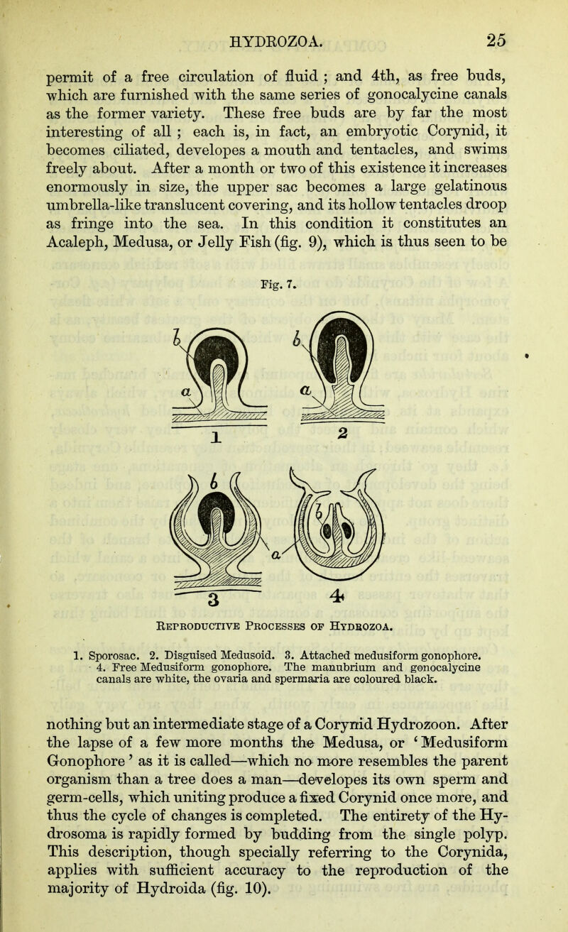 permit of a free circulation of fluid ; and 4th, as free buds, which are furnished with the same series of gonocalycine canals as the former variety. These free buds are by far the most interesting of all ; each is, in fact, an embryotic Corynid, it becomes ciliated, developes a mouth and tentacles, and swims freely about. After a month or two of this existence it increases enormously in size, the upper sac becomes a large gelatinous umbrella-like translucent covering, and its hollow tentacles droop as fringe into the sea. In this condition it constitutes an Acaleph, Medusa, or Jelly Fish (fig. 9), which ia thus seen to be Fig. 7. Eeproductive Processes of Hybbozoa. 1. Sporosac. 2. Disguised Medusoid. 3. Attached medusiform gonophore. 4. Free Medusiform gonophore. The manubrium and gonocalycine canals are white, the ovaria and spermaria are coloured black. nothing but an intermediate stage of a Corynid Hydrozoon. After the lapse of a few more months the Medusa, or ' Medusiform Gonophore' as it is called—which no more resembles the parent organism than a tree does a man—developes its own sperm and germ-cells, which uniting produce a fixed Corynid once more, and thus the cycle of changes is completed. The entirety of the Hy- drosoma is rapidly formed by budding from the single polyp. This description, though specially referring to the Corynida, applies with sufficient accuracy to the reproduction of the majority of Hydroida (fig. 10).