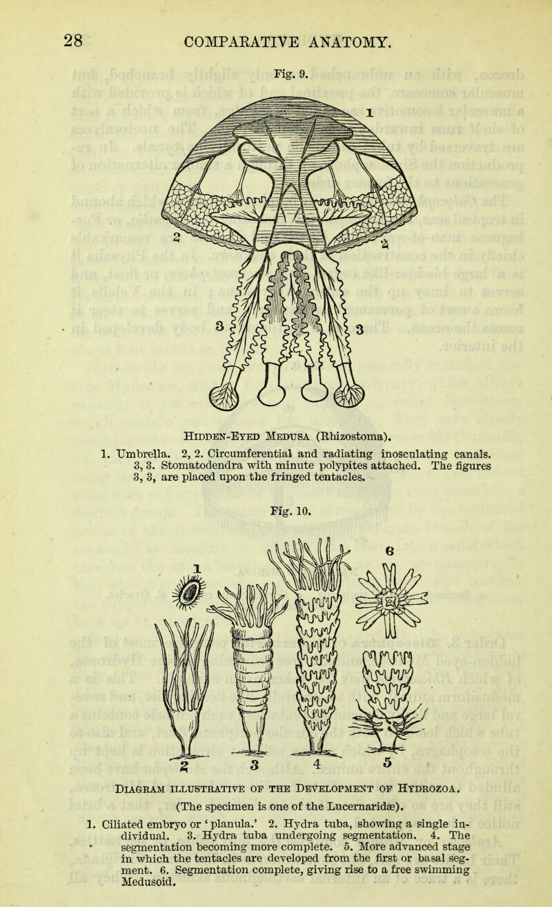 Fig. 9. Fig. 10. ^ 3 4 5 Diagram illustrative of the Development op Hydrozoa. (The specimen is one of the Lucernaridffi). Ciliated embryo or ' planula.' 2. Hydra tuba, showing a single in- dividual. 3. Hydra tuba undergoing segmentation. 4. The segmentation becoming more complete. 5. More advanced stage in which the tentacles are developed from the first or basal seg- ment. 6. Segmentation complete, giving rise to a free swimming Medusoid.