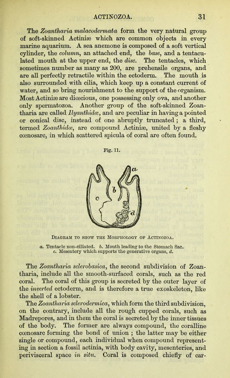 The Zoantharia malacodermata form the very natural group of soft-skinned Actinise which are common objects in every marine aquarium. A sea anemone is composed of a soft vertical cylinder, the column, an attached end, the base, and a tentacu- lated mouth at the upper end, the disc. The tentacles, which sometimes number as many as 200, are prehensile organs, and are all perfectly retractile within the ectoderm. The mouth is also surrounded with cilia, which keep up a constant current of water, and so bring nourishment to the support of the organism. Most Actinise are dioecious, one possessing only ova, and another only spermatozoa. Another group of the soft-skinned Zoan- tharia are called llyanthidce, and are peculiar in having a pointed or conical disc, instead of one abruptly truncated ; a third, termed Zoanthidoe, are compound Actiniae, united by a fleshy coenosarc, in which scattered spicula of coral are often found. Fig. 11. Diagram to show the Morphology of Actinozoa. a. Tentacle non-ciliated, b. Mouth leading to the Stomach Sac. c. Mesentery which supports the generative organs, d. The Zoantharia sclerohasica, the second subdivision of Zoan- tharia, include all the smooth-surfaced corals, such as the red coral. The coral of this group is secreted by the outer layer of the inverted ectoderm, and is therefore a true exoskeleton, like the shell of a lobster. The Zoantharia sclerodermica, which form the third subdivision, on the contrary, include all the rough cupped corals, such as Madrepores, and in them the coral is secreted by the inner tissues of the body. The former are always compound, the coralline coenosarc forming the bond of union ; the latter may be either single or compound, each individual when compound represent- ing in section a fossil actinia, with body cavity, mesenteries, and perivisceral space in situ. Coral is composed chiefly of car-