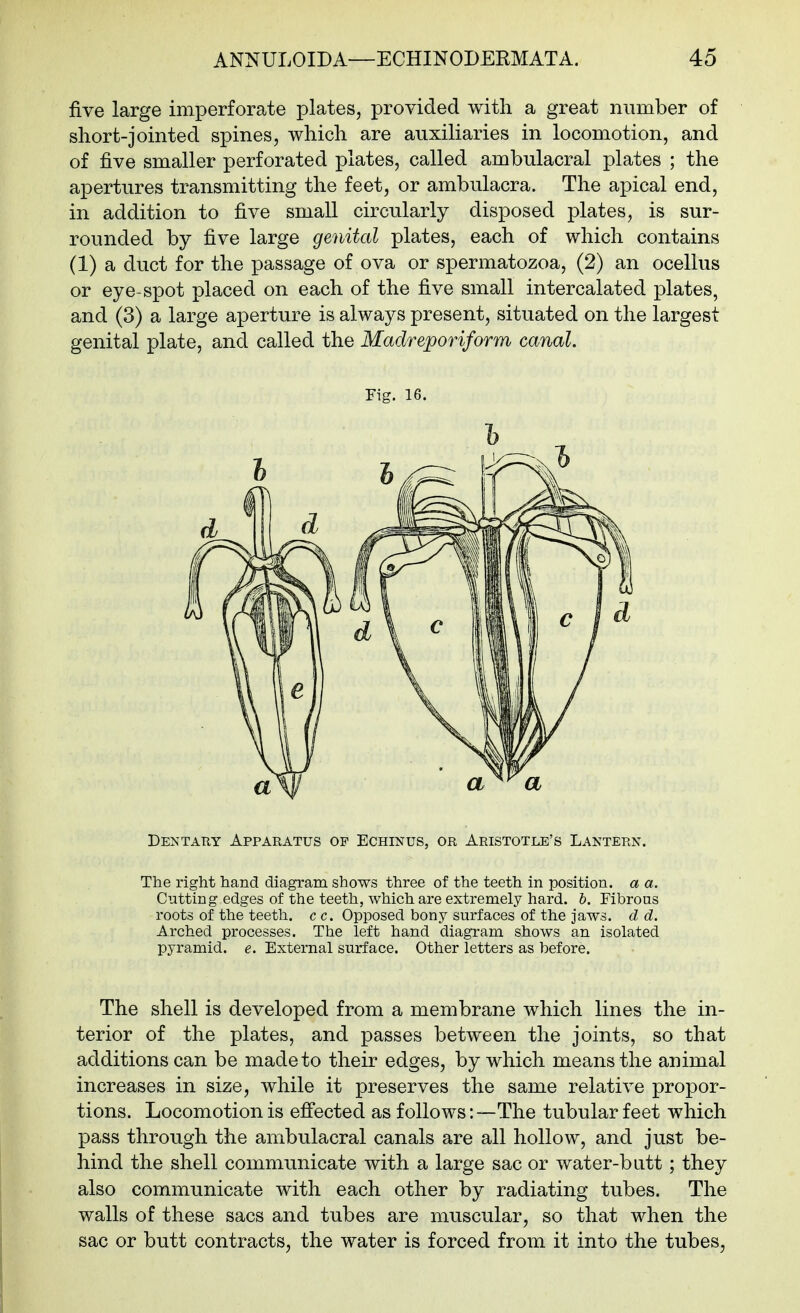 five large imperforate plates, provided with a great number of short-jointed spines, which are auxiliaries in locomotion, and of jSive smaller perforated plates, called ambulacral plates ; the apertures transmitting the feet, or ambulacra. The apical end, in addition to five small circularly disposed plates, is sur- rounded by five large genital plates, each of which contains (1) a duct for the passage of ova or spermatozoa, (2) an ocellus or eye-spot placed on each of the five small intercalated plates, and (3) a large aperture is always present, situated on the largest genital plate, and called the Madreporiform canal. DeinTary Apparatus op Echinus, or Aristotle's Lantern. The right hand diagram shows three of the teeth in position, a a. Cutting edges of the teeth, which are extremely hard. b. Fibrous roots of the teeth, c c. Opposed bony surfaces of the jaws, d d. Arched processes. The left hand diagram shows an isolated pyramid, e. External surface. Other letters as before. The shell is developed from a membrane which lines the in- terior of the plates, and passes between the joints, so that additions can be made to their edges, by which means the animal increases in size, while it preserves the same relative propor- tions. Locomotion is efi'ected as follows:—The tubular feet which pass through the ambulacral canals are all hollow, and just be- hind the shell communicate with a large sac or water-butt; they also communicate with each other by radiating tubes. The walls of these sacs and tubes are muscular, so that when the sac or butt contracts, the water is forced from it into the tubes, Fig. 16.