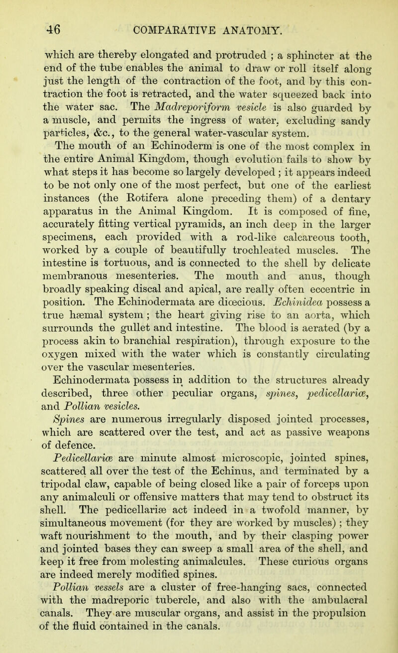 which are thereby elongated and protruded ; a sphincter at the end of the tube enables the animal to draw or roll itself along just the length of the contraction of the foot, and by this con- traction the foot is retracted, and the water squeezed back into the water sac. The Madreporiform vesicle is also guarded by a muscle, and permits the ingress of water, excluding sandy particles, &c., to the general water-vascular system. The mouth of an Echinoderm is one of the most complex in the entire Animal Kingdom, though evolution fails to show by what steps it has become so largely developed ; it appears indeed to be not only one of the most perfect, but one of the earliest instances (the Rotifera alone preceding them) of a dentary apparatus in the Animal Kingdom. It is composed of fine, accurately fitting vertical pyramids, an inch deep in the larger specimens, each provided with a rod-like calcareous tooth, worked by a couple of beautifully trochleated muscles. The intestine is tortuous, and is connected to the shell by delicate membranous mesenteries. The mouth and anus, though broadly speaking discal and apical, are really often eccentric in position. The Echinodermata are dioecious. Eclvinidea possess a true haemal system ; the heart giving rise to an aorta, which surrounds the gullet and intestine. The blood is aerated (by a process akin to branchial respiration), through exposure to the oxygen mixed with the water which is constantly circulating over the vascular mesenteries. Echinodermata possess in addition to the structures already described, three other peculiar organs, spines, pedicellarice, and Pollian vesicles. Spines are numerous irregularly disposed jointed processes, which are scattered over the test, and act as passive weapons of defence. Fedicellarice are minute almost microscopic, jointed spines, scattered all over the test of the Echinus, and terminated by a tripodal claw, capable of being closed like a pair of forceps upon any animalculi or offensive matters that may tend to obstruct its shell. The pedicellarise act indeed in a twofold manner, by simultaneous movement (for they are worked by muscles) ; they waft nourishment to the mouth, and by their clasping power and jointed bases they can sweep a small area of the shell, and keep it free from molesting animalcules. These curious organs are indeed merely modified spines. Pollian vessels are a cluster of free-hanging sacs, connected with the madreporic tubercle, and also with the ambulacral canals. They are muscular organs, and assist in the propulsion of the fluid contained in the ca,nals.