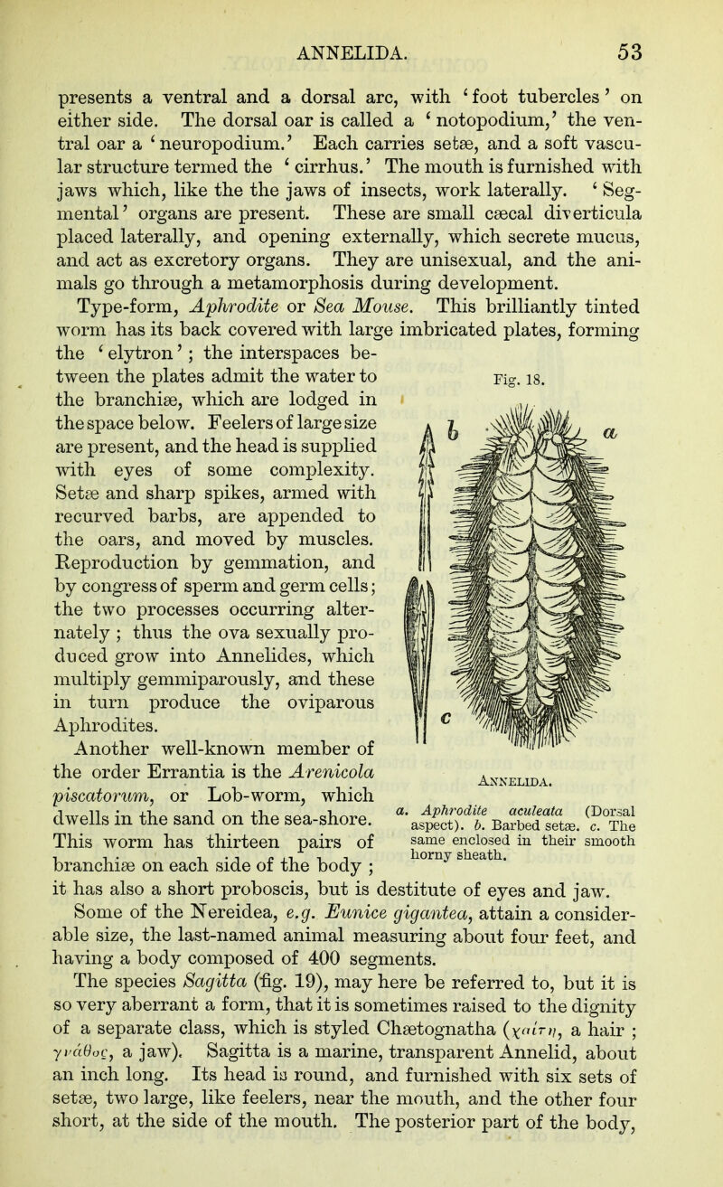 presents a ventral and a dorsal arc, with ^ foot tubercles' on either side. The dorsal oar is called a ' notopodinm/ the ven- tral oar a ' neuropodium.' Each carries setse, and a soft vascu- lar structure termed the ^ cirrhus.' The mouth is furnished with jaws which, like the the jaws of insects, work laterally. ' Seg- mental' organs are present. These are small csecal diverticula placed laterally, and opening externally, which secrete mucus, and act as excretory organs. They are unisexual, and the ani- mals go through a metamorphosis during development. Type-form, Aphrodite or Sea Mouse. This brilliantly tinted worm has its back covered with large imbricated plates, forming the ^ elytron'; the interspaces be- tween the plates admit the water to the branchiae, which are lodged in the space below. Feelers of large size are present, and the head is supplied with eyes of some complexitj^ Setse and sharp spikes, armed with recurved barbs, are appended to the oars, and moved by muscles. Reproduction by gemmation, and by congress of sperm and germ cells; the two processes occurring alter- nately ; thus the ova sexually pro- duced grow into Annelides, which multiply gemmiparously, and these in turn produce the oviparous Aphrodites. Another well-known member of the order Errantia is the Arenicola piscatorum, or Lob-worm, which dwells in the sand on the sea-shore. This worm has thirteen pairs of branchiae on each side of the body ; it has also a short proboscis, but is destitute of eyes and jaw. Some of the Nereidea, e.g. Eunice gigantea, attain a consider- able size, the last-named animal measuring about four feet, and having a body composed of 400 segments. The species Sagitta (fig. 19), may here be referred to, but it is so very aberrant a form, that it is sometimes raised to the dignity of a separate class, which is styled Chsetognatha (x^nrfi^ sl hair ; yi'dOoc, a jaw). Sagitta is a marine, transparent Annelid, about an inch long. Its head ia round, and furnished with six sets of setae, two large, like feelers, near the mouth, and the other four short, at the side of the mouth. The posterior part of the body. Annelida. t. Aphrodite aculeata (Dorsal aspect), b. Barbed setas. c. The same enclosed in their smooth horny sheath.