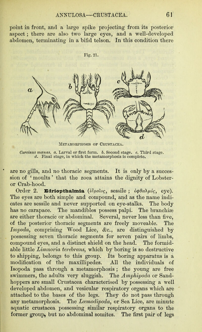 point in front, and a large spike projecting from its posterior aspect; there are also two large eyes, and a well-developed abdomen, terminating in a bifid telson. In this condition there Fig. 21. Metamorphosis of Crustacea. Carcinus mcenas. a. Larval or first form. 6. Second stage, c. Third stage. d. Final stage, in which, the metamorphosis is complete. are no gills, and no thoracic segments. It is only by a succes- sion of ' moults ' that the zoea attains the dignity of Lobster- or Crab-hood. Order 2. Edriopthalmia {e^paloc, sessile ; o(pda\^6c, eye). The eyes are both simple and compound, and as the name indi- cates are sessile and never supported on eye-stalks. The body has no carapace. The mandibles possess palpi. The branchiae are either thoracic or abdominal. Several, never less than five, of the posterior thoracic segments are freely moveable. The Isopoda, comprising Wood Lice, &c., are distinguished by possessing seven thoracic segments for seven pairs of limbs, compound eyes, and a distinct shield on the head. The formid- able little Limnoria terebrans, which by boring is so destructive to shipping, belongs to this group. Its boring apparatus is a modification of the maxillipedes. All the individuals of Isopoda pass through a metamorphosis ; the young are free swimmers, the adults very sluggish. The Amphipoda or Sand- hoppers are small Crustacea characterised by possessing a well developed abdomen, and vesicular respiratory organs which are attached to the bases of the legs. They do not pass through any metamorphosis. The Loemodipoda, or Sea Lice, are minute aquatic Crustacea possessing similar respiratory organs to the former group, but no abdominal somites. The first pair of legs