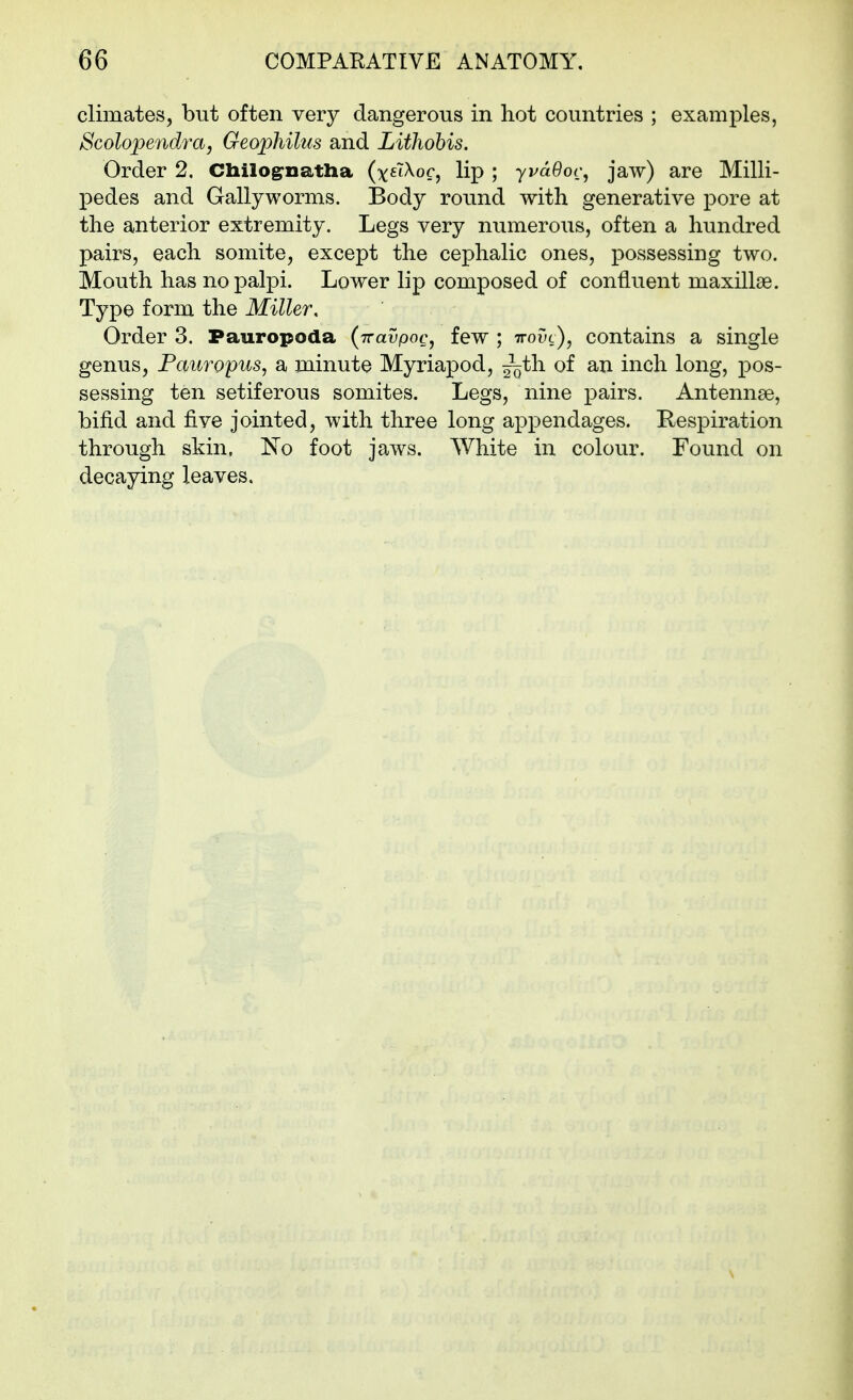 climates, but often very dangerous in hot countries ; examples, Scolopendra, Geophilus and LitJiohis. Order 2. Chilogrnatha (xsiXoc, lip ; yvdOoc, jaw) are Milli- pedes and Gallyworms. Body round with generative pore at the anterior extremity. Legs very numerous, often a hundred pairs, each somite, except the cephalic ones, possessing two. Mouth has no palpi. Lower lip composed of confluent maxillae. Type form the Miller, Order 3. Pauropoda {-Travpocj few ; ttouc), contains a single genus, Pauropus, a minute Myriapod, ~^t\i of an inch long, pos- sessing ten setiferous somites. Legs, nine pairs. Antennse, bifid and five jointed, with three long appendages. Respiration through skin, No foot jaws. White in colour. Found on decaying leaves.