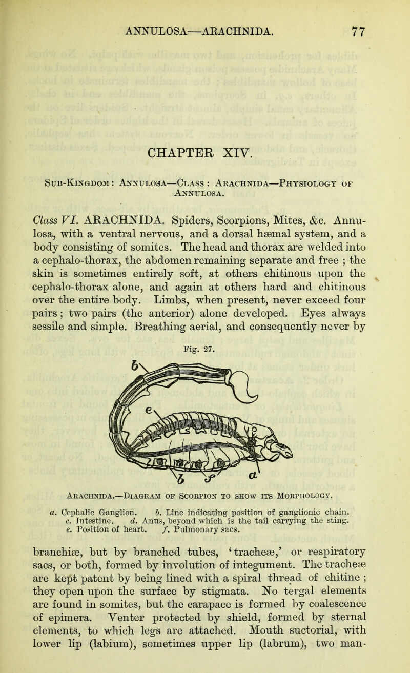 CHAPTER XIV. Sub-Kingdom: Annulosa—Class: Arachnida—Physiology of Annulosa. Class VI. ARACHNIDA. Spiders, Scorpions, Mites, &c. Annti- losa, with a ventral nervous, and a dorsal haemal system, and a body consisting of somites. The head and thorax are welded into a cephalo-thorax, the abdomen remaining separate and free ; the skin is sometimes entirely soft, at others chitinous upon the cephalo-thorax alone, and again at others hard and chitinous over the entire body. Limbs, when present, never exceed four pairs; two pairs (the anterior) alone developed. Eyes always sessile and simple. Breathing aerial, and consequently never by Fig. 27. Arachnida.—Diagram of Scorpion to show its Morphology. a. Cephalic G-anglion. 6. Line indicating position of ganglionic chain. c. Intestine. d. Anus, beyond which is the tail carrying the sting. e. Position of heart. /. Pulmonary sacs. branchiae, but by branched tubes, 'tracheae,' or respiratory sacs, or both, formed by involution of integument. The tracheae are kept patent by being lined with a spiral thread of chitine ; they open upon the surface by stigmata. No tergal elements are found in somites, but the carapace is formed by coalescence of epimera. Venter protected by shield, formed by sternal elements, to which legs are attached. Mouth suctorial, with lower lip (labium), sometimes upper lip (labrum), two man-