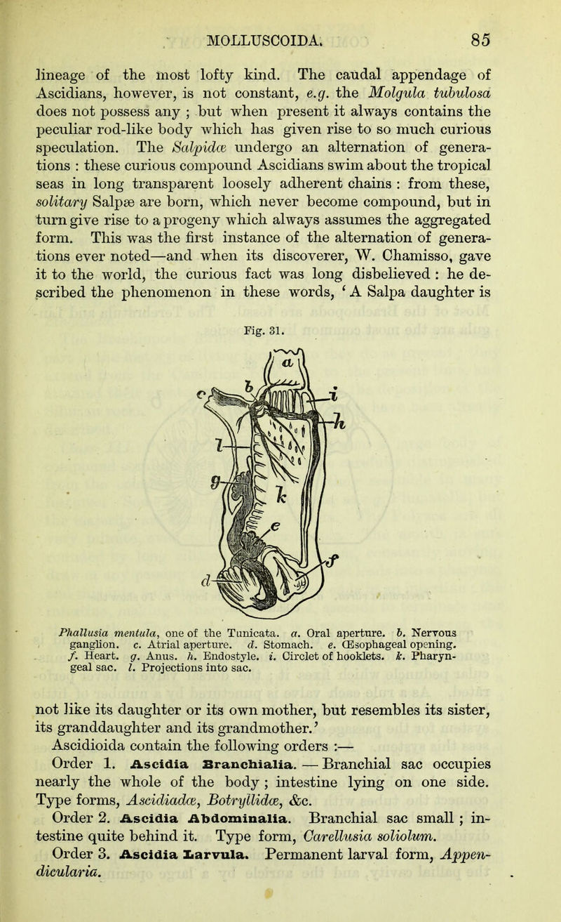 lineage of the most lofty kind. The caudal appendage of Ascidians, however, is not constant, e.g. the Molgula tuhulosa does not possess any ; but when present it always contains the peculiar rod-like body which has given rise to so much curious speculation. The SalpidcE undergo an alternation of genera- tions : these curious compound Ascidians swim about the tropical seas in long transparent loosely adherent chains : from these, solitary Salpse are born, which never become compound, but in turn give rise to a progeny which always assumes the aggregated form. This was the first instance of the alternation of genera- tions ever noted—and when its discoverer, W. Chamisso, gave it to the world, the curious fact was long disbelieved : he de- scribed the phenomenon in these words, ^ A Salpa daughter is Phallusia mentula, one of the Tunicata. a. Oral apertnre. h. Nerrous ganglion, c. Atrial aperture, d. Stomach, e. CBsophageal opening. /. Heart, g. Anus. h. Endostyle. L Circlet of hooklets. k. Pharyn- geal sac. I. Projections into sac. not Jike its daughter or its own mother, but resembles its sister, its granddaughter and its grandmother.' Ascidioida contain the following orders :— Order 1. Ascidia Srancliialia. — Branchial sac occupies nearly the whole of the body ; intestine lying on one side. Type forms, Ascidiadce, Botryllidce, &c. Order 2. iLscidia iibdominalia. Branchial sac small ; in- testine quite behind it. Type form, Carelhisia soliolum. Order 3. Ascidia Iiarvula. Permanent larval form, Appen- dicularia. Fig. 31. d-