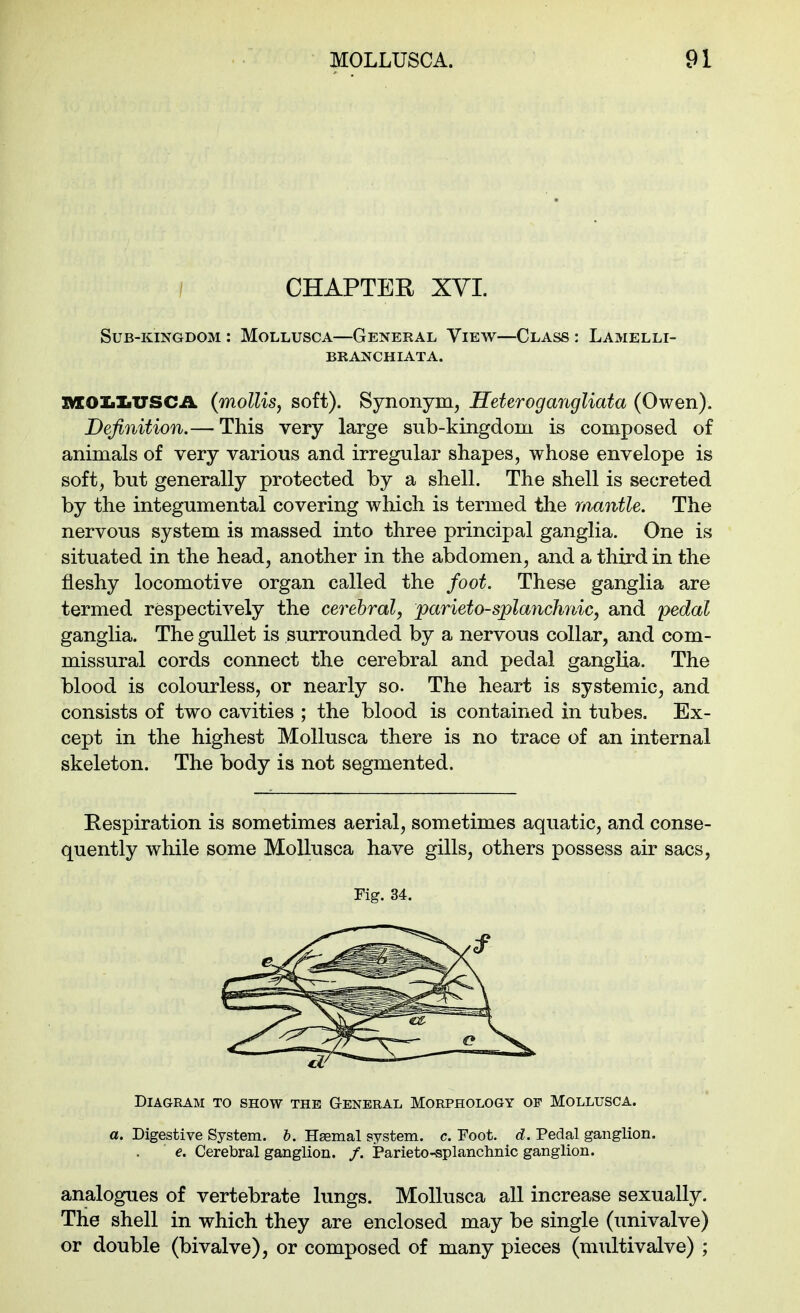/ CHAPTER XYI. Sub-kingdom : Mollusca—General View—Class : Lamelli- branchiata. XM:oiiXi'D'SCil. (mollis^ soft). Synonym, Heterogangliata (Owen). Definition.— This very large sub-kingdom is composed of animals of very various and irregular shapes, whose envelope is soft, but generally protected by a shell. The shell is secreted by the integumental covering which is termed the mantle. The nervous system is massed into three principal ganglia. One is situated in the head, another in the abdomen, and a third in the fleshy locomotive organ called the foot. These ganglia are termed respectively the cerebral, parieto-splanchnic, and pedal ganglia. The gullet is surrounded by a nervous collar, and com- missural cords connect the cerebral and pedal ganglia. The blood is colourless, or nearly so. The heart is systemic, and consists of two cavities ; the blood is contained in tubes. Ex- cept in the highest Mollusca there is no trace of an internal skeleton. The body is not segmented. Respiration is sometimes aerial, sometimes aquatic, and conse- quently while some Mollusca have gills, others possess air sacs, Fig. 34. Diagram to show the General Morphology of Mollusca. a. Digestive System, h. Haemal system, c. Foot. d. Pedal ganglion. €. Cerebral ganglion. /. Parieto-splanchnic ganglion. analogues of vertebrate lungs. Mollusca all increase sexually. The shell in which they are enclosed may be single (univalve) or double (bivalve), or composed of many pieces (multivalve) ;