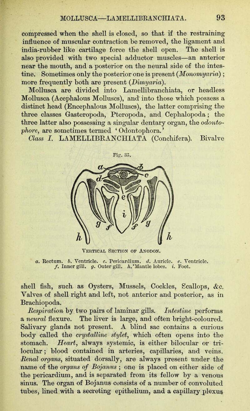 compressed when the shell is closed, so that if the restraining influence of muscular contraction be removed, the ligament and india-rubber like cartilage force the shell open. The shell is also provided with two special adductor muscles—an anterior near the mouth, and a posterior on the neural side of the intes- tine. Sometimes only the posterior one is present (Monomyaria) ; more frequently both are present (Dimyaria). MoUusca are divided into Lamellibranchiata, or headless MoUusca (Acephalous Molluscs), and into those which possess a distinct head (Encephalous Molluscs), the latter comprising the three classes Gasteropoda, Pteropoda, and Cephalopoda; the three latter also possessing a singular dentary organ, the odonto- phore, are sometimes termed ' Odontophora.' Class 1. LAMELLIBRANCHIATA (Concliifera). Bivalve Fig. 35. Vertical Section of Anodon. a. Rectum, b. Yentricle. c. Pericardium, d. Auricle, e. Ventricle. /. Inner gill. g. Outer gill. h. 'Mantle lobes, i. Foot. shell fish, such as Oysters, Mussels, Cockles, Scallops, &c. Yalves of shell right and left, not anterior and posterior, as in Brachiopoda. Respiration by two pairs of laminar gills. Intestine performs a neural flexure. The liver is large, and often bright-coloured. Salivary glands not present. A blind sac contains a curious body called the crystalline stylet, which often opens into the stomach. Heart, always systemic, is either bilocular or tri- locular; blood contained in arteries, capillaries, and veins. Renal organs, situated dorsally, are always present under the name of the organs of Bojanns ; one is placed on either side of the pericardium, and is separated from its fellow by a venous sinus. The organ of Bojanus consists of a number of convoluted tubes, lined with a secreting epithelium, and a capillary plexus