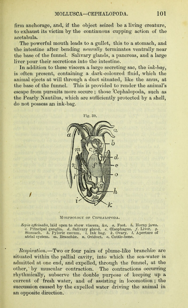 firm anchorage, and, if the object seized be a living creature, to exhaust its victim by the continuous cupping action of the acetabula. The powerful mouth leads to a gullet, this to a stomach, and the intestine after bending neurally terminates ventrally near the base of the funnel. Salivary glands, a pancreas, and a large liver pour their secretions into the intestine. In addition to these viscera a large secreting sac, the inh^hag^ is often present, containing a dark-coloured fluid, which the animal ejects at will through a duct situated, like the anus, at the base of the funnel. This is provided to render the animal's escape from pursuits more secure ; those 'Cephalopoda, such as the Pearly ]^autilus, which are sufficiently protected by a shell, do not possess an ink-bag. Sepia officinalis, laid open to show viscera, &c. a. Foot. h. Horny jaws, c. Principal ganglia, d. Salivary gland, e. CEsophagns. /. Liver, g. Stomach, hi Pyloric cfecum. i. Ink bag. k. Ovary. I. Aperture of atrial system, m. Branchise. n. Oviduct, o. Cuttle-bone. Respiration.—Two or four pairs of plume-like branchise are situated within the pallial cavity, into which the sea-water is admitted at one end, and expelled, through the funnel, at the other, by muscular contraction. The contractions occurring rhythmically, subserve the double purpose of keeping up a current of fresh water, and of assisting in locomotion ; the succussion caused by the expelled water driving the animal in an opposite direction. Fig. 39. Morphology of CEPHALoroDA.