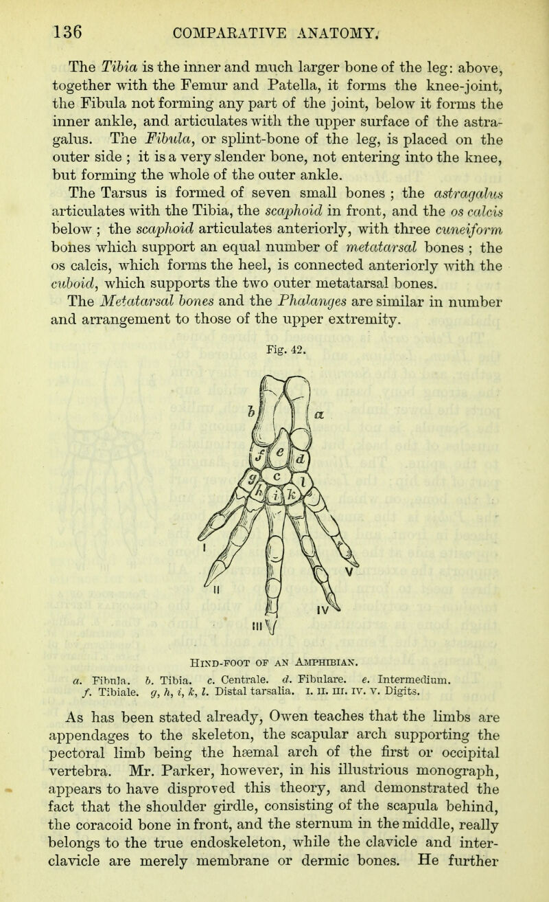 The Tibia is the inner and much larger bone of the leg: above, together with the Femur and Patella, it forms the knee-joint, the Fibula not forming any part of the joint, below it forms the inner ankle, and articulates with the upper surface of the astra- galus. The Fibula, or splint-bone of the leg, is placed on the outer side ; it is a very slender bone, not entering into the knee, but forming the whole of the outer ankle. The Tarsus is formed of seven small bones ; the astragalus articulates with the Tibia, the scaphoid in front, and the 05 calcis below ; the scaphoid articulates anteriorly, with three cuneiform bones which support an equal number of metatarsal bones ; the OS calcis, which forms the heel, is connected anteriorly -with the cuboid, which supports the two outer metatarsal bones. The Metatarsal bones and the Phalanges are similar in number and arrangement to those of the upper extremity. a. Fibula, h. Tibia, c. Centrale. d. Fibulare. e. Intermedium. /. Tibiale. g, h, i, k, I. Distal tarsalia. i. 11. nr. iv. v. Digits. As has been stated already, Owen teaches that the limbs are appendages to the skeleton, the scapular arch supporting the pectoral limb being the hsemal arch of the first or occipital vertebra. Mr. Parker, however, in his illustrious monograph, appears to have disproved this theory, and demonstrated the fact that the shoulder girdle, consisting of the scapula behind, the coracoid bone in front, and the sternum in the middle, really belongs to the true endoskeleton, while the clavicle and inter- clavicle are merely membrane or dermic bones. He further Fig. 42. IV HiND-POOT OF AN AMPHIBIAN.