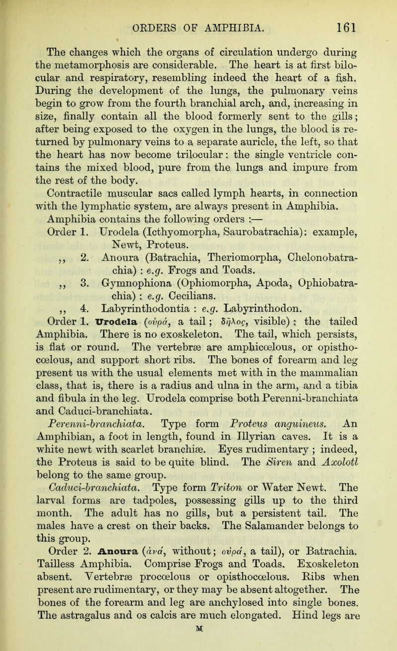 The changes which the organs of circulation undergo during the metamorphosis are considerable. The heart is at first bilo- cular and respiratory, resembling indeed the heart of a fi,sh. During the development of the lungs, the pulmonary veins begin to grow from the fourth branchial arch, and, increasing in size, finally contain all the blood formerly sent to the gills; after being exposed to the oxygen in the lungs, the blood is re- turned by pulmonary veins to a separate auricle, the left, so that the heart has now become trilocular: the single ventricle con- tains the mixed blood, pure from the lungs and impure from the rest of the body. Contractile muscular sacs called lymph hearts, in connection with the lymphatic system, are always present in Amphibia. Amphibia contains the following orders :,— Order 1. Urodela (Icthyomorpha, Saurobatrachia): example. Newt, Proteus. ,, 2. Anoura (Batrachia, Theriomorpha, Chelonobatra- chia) : e.g. Frogs and Toads. 3. Gymnophiona (Ophiomorpha, Apoda,, Ophiobatra- chia) : e.g. Cecilians. ,, 4. Labyrinthodontia : e.g. Labyrinthodon. Order 1. Vrodela {ovpa, a tail; S/yAoc, visible) the tailed Amphibia. There is no exoskeleton. The tail, which persists, is flat or round. The vertebrae are amphicoelous, or opistho- coelous, and support short ribs. The bones of forearna and leg present us with the usual elements met with in the mammalian class, that is, there is a radius and ulna in the arm, and a tibia and fibula in the leg. Urodela comprise both Perenni-branchiata and Caduci-branchiata. Perenni-hranchiata. Type form Proteus anguineus. An Amphibian, a foot in length, found in Illyrian caves. It is a white newt with scarlet branchiae. Eyes rudimentary ; indeed, the Proteus is said to be quite blind. The Siren and Axolotl belong to the same group. Caduci-hranchiata. Type form Triton or Water Newt. The larval forms are tadpoles, poss,essing gills up to the third month. The adult has no gills, but a persistent tail. The males have a crest on their backs. The Salamander belongs to this group. Order 2. iLnoura {avd, without; ovpd, a tail), or Batrachia. Tailless Amphibia. Comprise Frogs and Toads. Exoskeleton absent. Yertebrse procoelous or opisthocoelous. Ribs when present are rudimentary, or they may be absent altogether. The bones of the forearm and leg are anchylosed into single bones. The astragalus and os calcis are much elongated. Hind legs are M