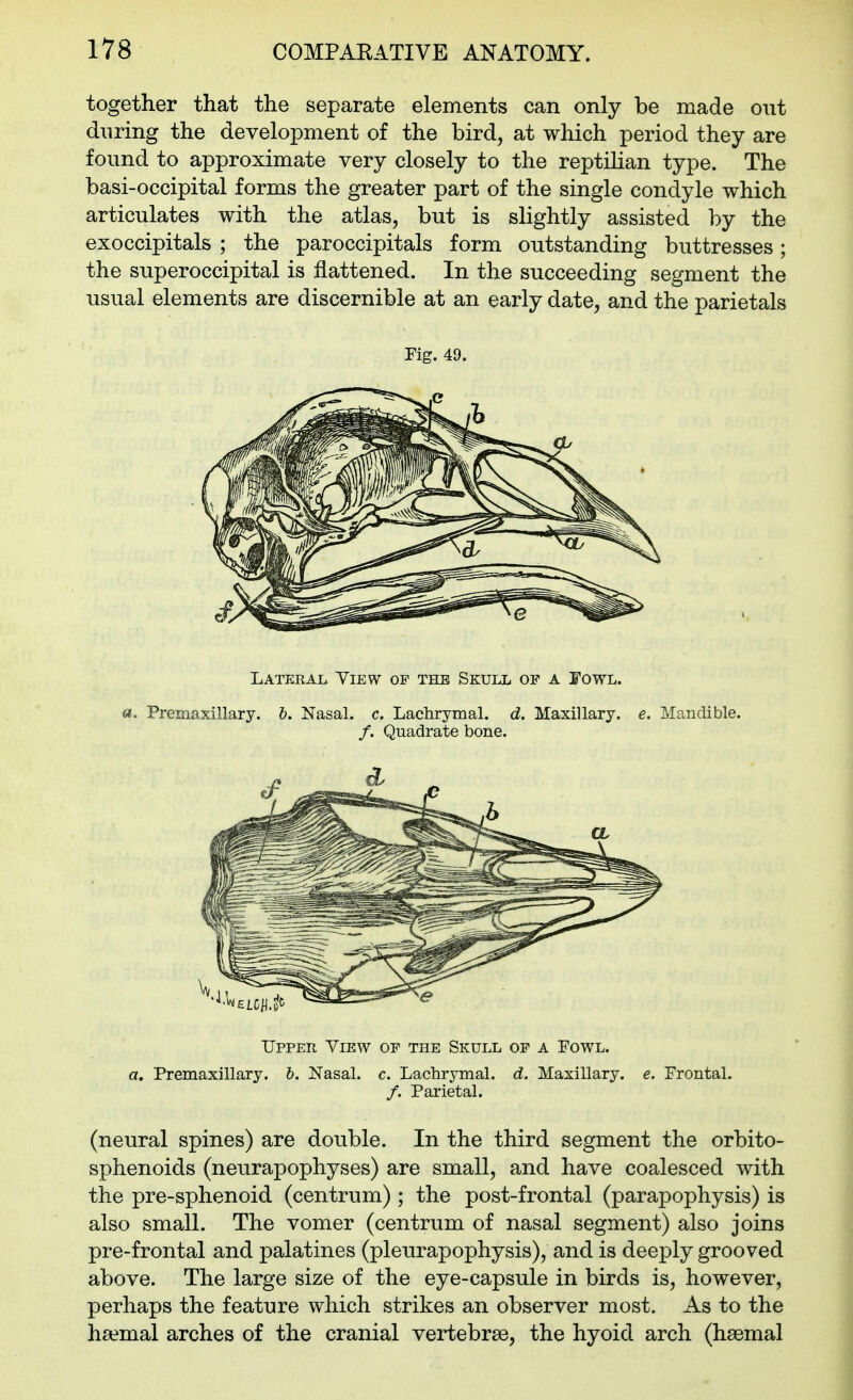 together that the separate elements can only be made out during the development of the bird, at which period they are found to approximate very closely to the reptilian type. The basi-occipital forms the greater part of the single condyle which articulates with the atlas, but is slightly assisted by the exoccipitals ; the paroccipitals form outstanding buttresses; the superoccipital is flattened. In the succeeding segment the usual elements are discernible at an early date, and the parietals Fig. 49. Lateral View of the Skull of a Fowl. «. Premaxillary. &. Nasal, c. Lachrymal, d. Maxillary, e. Mandible. /. Quadrate bone. Upper View op the Skull of a Fowl. a, Premaxillary. b. Nasal, c. Lachrymal, d. Maxillary, e. Frontal. /. Parietal. (neural spines) are double. In the third segment the orbito- sphenoids (neurapophyses) are small, and have coalesced with the pre-sphenoid (centrum) ; the post-frontal (parapophysis) is also small. The vomer (centrum of nasal segment) also joins pre-frontal and palatines (pleurapophysis), and is deeply grooved above. The large size of the eye-capsule in birds is, however, perhaps the feature which strikes an observer most. As to the hsemal arches of the cranial vertebrae, the hyoid arch (hsemal