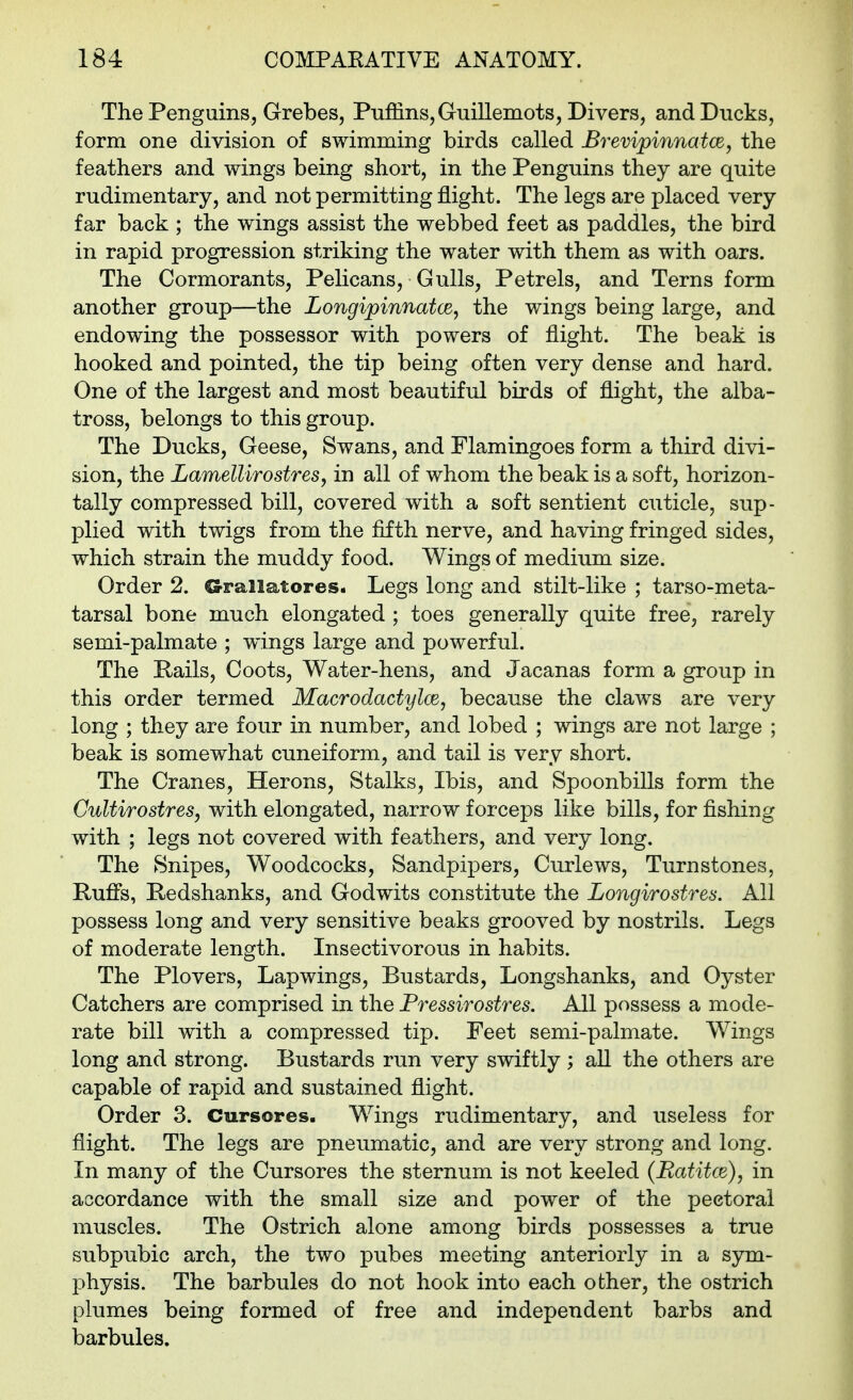 The Penguins, Grebes, Puffins, Guillemots, Divers, and Ducks, form one division of swimming birds called Brevipinnatoe, the feathers and wings being short, in the Penguins they are quite rudimentary, and not permitting flight. The legs are placed very far back ; the wings assist the webbed feet as paddles, the bird in rapid progression striking the water with them as with oars. The Cormorants, Pelicans, Gulls, Petrels, and Terns form another group—the Longipinnatoe, the wings being large, and endowing the possessor with powers of flight. The beak is hooked and pointed, the tip being often very dense and hard. One of the largest and most beautiful birds of flight, the alba- tross, belongs to this group. The Ducks, Geese, Swans, and Flamingoes form a third divi- sion, the LamellirostreSy in all of whom the beak is a soft, horizon- tally compressed bill, covered with a soft sentient cuticle, sup- plied with twigs from the fifth nerve, and having fringed sides, which strain the muddy food. Wings of medium size. Order 2. CS-rallatores. Legs long and stilt-like ; tarso-meta- tarsal bone much elongated ; toes generally quite free, rarely semi-palmate ; wings large and powerful. The Pails, Coots, Water-hens, and Jacanas form a group in this order termed Macrodactylce, because the claws are very long ; they are four in number, and lobed ; wings are not large ; beak is somewhat cuneiform, and tail is very short. The Cranes, Herons, Stalks, Ibis, and Spoonbills form the Cultirostres, with elongated, narrow forceps like bills, for fishing with ; legs not covered with feathers, and very long. The Snipes, Woodcocks, Sandpipers, Curlews, Turnstones, Puffs, Redshanks, and Godwits constitute the Longirostres. All possess long and very sensitive beaks grooved by nostrils. Legs of moderate length. Insectivorous in habits. The Plovers, Lapwings, Bustards, Longshanks, and Oyster Catchers are comprised in the Fressirostres. All possess a mode- rate bill with a compressed tip. Feet semi-palmate. Wings long and strong. Bustards run very swiftly ; aU the others are capable of rapid and sustained flight. Order 3. Cursores. Wings rudimentary, and useless for flight. The legs are pneumatic, and are very strong and long. In many of the Cursores the sternum is not keeled (Ratitce), in accordance with the small size and power of the pectoral muscles. The Ostrich alone among birds possesses a true subpubic arch, the two pubes meeting anteriorly in a sym- physis. The barbules do not hook into each other, the ostrich plumes being formed of free and independent barbs and barbules.