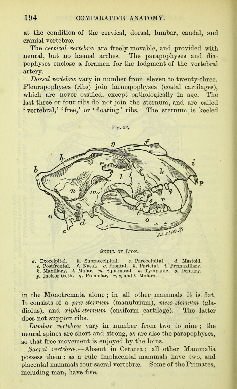 at the condition of the cervical, dorsal, lumbar, caudal, and cranial vertebrae. The cervical mrtehrcB are freely movable, and provided with neural, but no hsemal arches. The parapophyses and dia- pophyses enclose a foramen for the lodgment of the vertebral artery. Dorsal vertehroe vary in number from eleven to twenty-three. Pleurapophyses (ribs) join hsemapophyses (costal cartilages), which are never ossified, except pathologically in age. The last three or four ribs do not join the sternum, and are called 'vertebral,' 'free,' or 'floating' ribs. The sternum is keeled Fig. 53. Skull op Lion. a. Exoccipital. b. Supraoccipital. c. Paroccipital. d. Mastoid. e. Postfrontal. /. Nasal, g. Frontal, h. Parietal, i. Premaxillary. k. Maxillary. I. Malar, m. Squamosal, n. Tympanic, o. Dentary. p. Incisor teeth, q. Premolar, r, s, and t. Molars. in the Monotremata alone ; in all other mammals it is flat. It consists of a prce-sternum (manubrium), meso-sternum (gla- diolus), and xiphi-sternum (ensiform cartilage). The latter does not support ribs. Lumbar vertehrce vary in number from two to nine ; the neural spines are short and strong, as are also the parapophyses, so that free movement is enjoyed by the loins. Sacral vertehrce..—Absent in Cetacea ; all other Mammalia possess them : as a rule implacental mammals have two, and placental mammals four sacral vertebree. Some of the Primates, including man, have five.