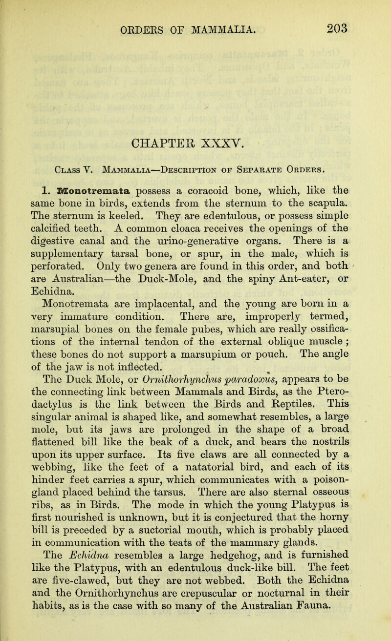 CHAPTER XXXV. Class V. Mammalia—Description of Separate Orders. 1. Monotremata possess a coracoid bone, which, like the same bone in birds, extends from the sternum to the scapula. The sternum is keeled. They are edentulous, or possess simple calcified teeth. A common cloaca receives the openings of the digestive canal and the urino-generativ© organs. There is a supplementary tarsal bone, or spur, in the male, which is perforated. Only two genera are found in this order, and both are Australian—the Duck-Mole, and the spiny Ant-eater, or Echidna. Monotremata are implacental, and the young are born in a very immature condition. There are, improperly termed, marsupial bones on the female pubes, which are really ossifica- tions of the internal tendon of the external oblique muscle ; these bones do not support a marsupium or pouch. The angle of the jaw is not inflected. The Duck Mole, or Ornithorhynchus paradoxus, appears to be the connecting link between Mammals and Birds, as the Ptero- dactylus is the link between the Birds and Reptiles. This singular animal is shaped like, and somewhat resembles, a large mole, but its jaws are prolonged in the shape of a broad flattened bill like the beak of a duck, and bears the nostrils upon its upper surface. Its five claws are all connected by a webbing, like the feet of a natatorial bird, and each of its hinder feet carries a spur, which communicates with a poison- gland placed behind the tarsus. There are also sternal osseous ribs, as in Birds. The mode in which the young Platypus is first nourished is unknown, but it is conjectured that the horny bill is preceded by a suctorial mouth, which is probably placed in communication with the teats of the mammary glands. The Echidna resembles a large hedgehog, and is furnished like the Platypus, with an edentulous duck-like bill. The feet are five-clawed, but they are not webbed. Both the Echidna and the Ornithorhynchus are crepuscular or nocturnal in their habits, as is the case with so many of the Australian Fauna.