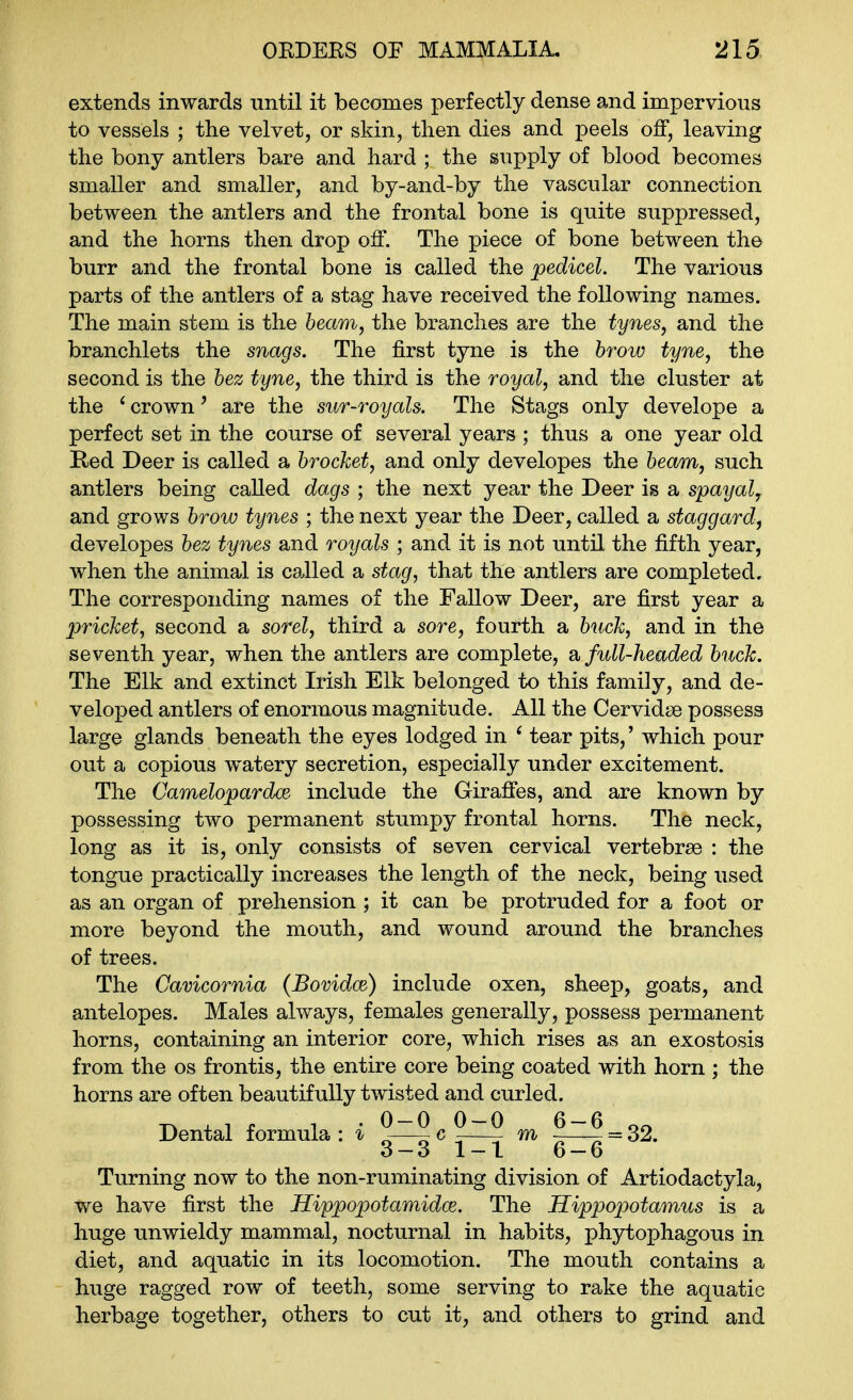 extends inwards until it becomes perfectly dense and impervious to vessels ; the velvet, or skin, then dies and peels off, leaving the bony antlers bare and hard ; the supply of blood becomes smaller and smaller, and by-and-by the vascular connection between the antlers and the frontal bone is quite suppressed, and the horns then drop off. The piece of bone between the burr and the frontal bone is called the pedicel. The various parts of the antlers of a stag have received the following names. The main stem is the beam, the branches are the tynes, and the branchlets the snags. The first tyne is the brow tyne, the second is the bez tyne, the third is the royal, and the cluster at the 'crown' are the sur-royals. The Stags only develope a perfect set in the course of several years ; thus a one year old Red Deer is called a brocket, and only developes the beam, such antlers being called dags ; the next year the Deer is a spayal, and grows brow tynes ; the next year the Deer, called a staggard, developes bez tynes and royals ; and it is not until the fifth year, when the animal is called a stag, that the antlers are completed. The corresponding names of the Fallow Deer, are first year a pricket, second a sorel, third a sore, fourth a buck, and in the seventh year, when the antlers are complete, a full-headed buck. The Elk and extinct Irish Elk belonged to this family, and de- veloped antlers of enormous magnitude. All the Cervidse possess large glands beneath the eyes lodged in ' tear pits,' which pour out a copious w^atery secretion, especially under excitement. The Camelopardoe include the Giraffes, and are known by possessing two permanent stumpy frontal horns. The neck, long as it is, only consists of seven cervical vertebrae : the tongue practically increases the length of the neck, being used as an organ of prehension ; it can be protruded for a foot or more beyond the mouth, and wound around the branches of trees. The Cavicornia (Bovidce) include oxen, sheep, goats, and antelopes. Males always, females generally, possess permanent horns, containing an interior core, which rises as an exostosis from the os frontis, the entire core being coated with horn ; the horns are often beautifully twisted and curled. -r. , , r 1 . 0-0 0-0 6-6 oo Dental formula : ^ -—- c -—- m -—- = 32. o—o 1-1 6—6 Turning now to the non-ruminating division of Artiodactyla, we have first the Hippopotamidce. The Hippopotamus is a huge unwieldy mammal, nocturnal in habits, phytophagous in diet, and aquatic in its locomotion. The mouth contains a huge ragged row of teeth, some serving to rake the aquatic herbage together, others to cut it, and others to grind and