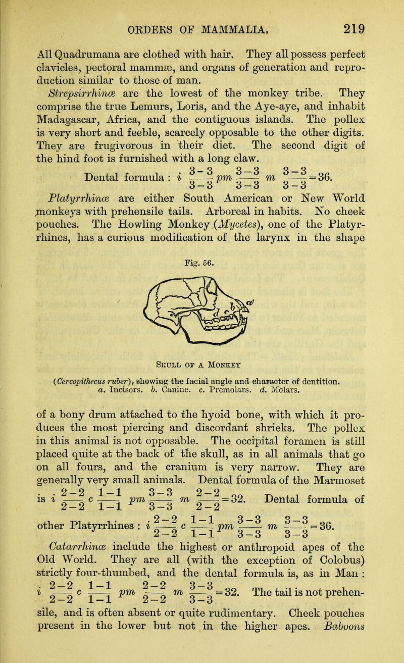 All Quadrumana are clothed with hair. They all possess perfect clavicles, pectoral mammae, and organs of generation and repro- duction similar to those of man. Strepsirrhince are the lowest of the monkey tribe. They comprise the true Lemurs, Loris, and the Aye-aye, and inhabit Madagascar, Africa, and the contiguous islands. The poUex is very short and feeble, scarcely opposable to the other digits. They are frugivorous in their diet. The second digit of the hind foot is furnished with a long claw. Dental formula : i pm m = 36. 3-3^ 3-3 3-3 Flatyrrhinm are either South American or New World jnonkeys with prehensile tails. Arboreal in habits. No cheek pouches. The Howling Monkey (Mycetes), one of the Platyr- rhines, has a curious modification of the larynx in the shape Fig. 56. Skull of a Monkey {Cercopithecus ruber),, showing the facial angle and eharaoter of dentition. a. Incisors, b. Canine, c. Premolars, d. Molars. of a bony drum attached to the hyoid bone, with which it pro- duces the most piercing and discordant shrieks. The poUex in this animal is not opposable. The occipital foramen is still placed quite at the back of the skull, as in all animals that go on all fours, and the cranium is very narrow. They are generally very small animals. Dental formula of the Marmoset is i c pm |—? m = 32. Dental formula of other Platyrrhines : % ?—? c i—\ pm ^ m = 36. 2 — 2 1 — 1 3 — 3 3 — 3 Catarrhince include the highest or anthropoid apes of the Old World. They are all (with the exception of Colobus) strictly four-thumbed, and the dental formula is, as in Man : 2 — 2 1 — 1 2 — 2 3 — 3 i —^ c -—- pm ~—- m -—- = 32. The tail is not prehen- Z — Z 1 — 1 Z — Z o — o sile, and is often absent or quite rudimentary. Cheek pouches present in the lower but not in the higher apes. Baboons