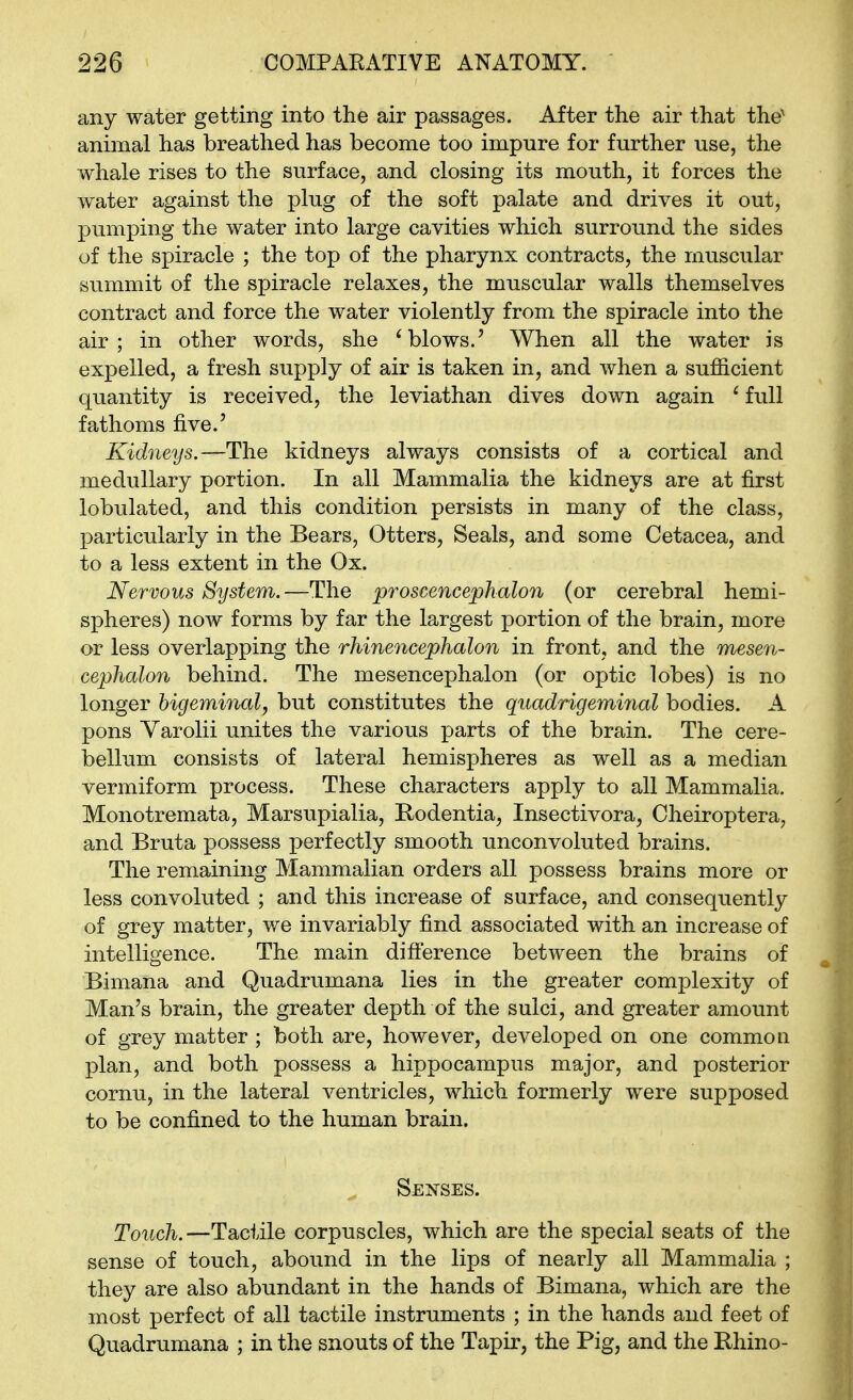 any water getting into the air passages. After the air that the' animal has breathed has become too impure for further use, the whale rises to the surface, and closing its mouth, it forces the water against the plug of the soft palate and drives it out, pumping the water into large cavities which surround the sides of the spiracle ; the top of the pharynx contracts, the muscular summit of the spiracle relaxes, the muscular walls themselves contract and force the water violently from the spiracle into the air; in other words, she 'blows.' When all the water is expelled, a fresh supply of air is taken in, and when a sufficient quantity is received, the leviathan dives down again ' full fathoms five.' Kidneys.—The kidneys always consists of a cortical and medullary portion. In all Mammalia the kidneys are at first lobulated, and this condition persists in many of the class, particularly in the Bears, Otters, Seals, and some Cetacea, and to a less extent in the Ox. Nervous System.—The proscencephalon (or cerebral hemi- spheres) now forms by far the largest portion of the brain, more or less overlapping the rhinencephalon in front, and the mesen- cephalon behind. The mesencephalon (or optic lobes) is no longer bigeminal, but constitutes the qnadrigeminal bodies. A pons Varolii unites the various parts of the brain. The cere- bellum consists of lateral hemispheres as well as a median vermiform process. These characters apply to all Mammalia. Monotremata, Marsupialia, Rodentia, Insectivora^ Cheiroptera, and Bruta possess perfectly smooth unconvoluted brains. The remaining Mammalian orders all possess brains more or less convoluted ; and this increase of surface, and consequently of grey matter, we invariably find associated with an increase of intelligence. The main difference between the brains of Bimana and Quadrumana lies in the greater complexity of Man's brain, the greater depth of the sulci, and greater amount of grey matter ; both are, however, developed on one common plan, and both possess a hippocampus major, and posterior cornu, in the lateral ventricles, which formerly were supposed to be confined to the human brain. Senses. Touch.—Tactile corpuscles, which are the special seats of the sense of touch, abound in the lips of nearly all Mammalia ; they are also abundant in the hands of Bimana, which are the most perfect of all tactile instruments ; in the hands and feet of Quadrumana ; in the snouts of the Tapir, the Pig, and the Rhino-
