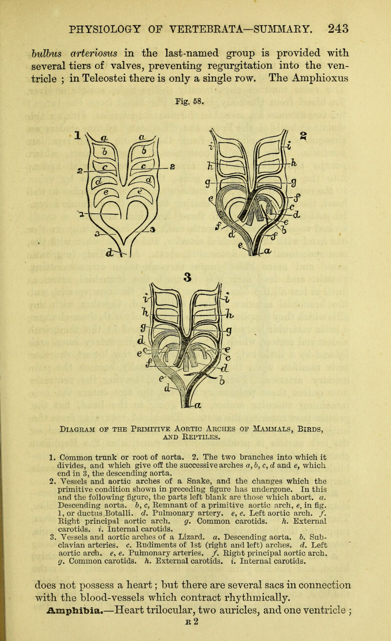 hidhus arteriosus in the last-named group is provided with several tiers of valves, preventing regurgitation into the ven- tricle ; in Teleostei there is only a single row. The Amphioxus Fig. 58. Diagram of the Primitive Aortic Arches of Mammals, Birds, AND Eeptiles. 1. Common trunk or root of aorta. 2. The two branches into which it divides, and which give oflE the successive arches a, b, c, d and e, which end in 3, the descending aorta. 2. Vessels and aortic arches of a Snake, and the changes which the primitive condition shown in preceding figure has undergone. In this and the following figure, the parts left blank are those which abort, a. Descending aorta, b, c, Remnant of a primitive aortic arch, e, in fig. 1, or ductus Botalli. d. Pulmonary artery, e, e. Left aortic arch. /. Eight principal aortic arch. g. Common carotids. h. External carotids, i. Internal carotids. 3. Vessels and aortic arches of a Lizard, a. Descending aorta, b. Sub- clavian arteries, c. Rudiments of 1st (right and left) arches, d. Left aortic arch, e, e. Pulmonary arteries. /. Right principal aortic arch. g. Common carotids, h. External carotids, i. Internal carotids. does not possess a heart; but there are several sacs in connection with the blood-vessels which contract rhythmically. Amphibia.—Heart trilocular, two auricles, and one ventricle ; r2