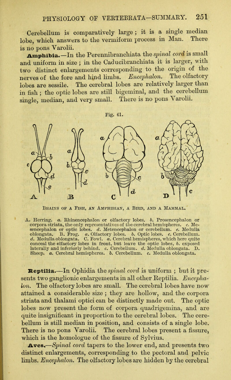 Cerebellum is comparatively large ; it is a single median lobe, which answers to the vermiform process in Man. There is no pons Varolii. Ampliitoia.—In the Perennibranchiata the spinal cord is small and uniform in size ; in the Caducibranchiata it is larger, with two distinct enlargements corresponding to the origin of the nerves of the fore and hind limbs. Encephalon. The olfactory lobes are sessile. The cerebral lobes are relatively larger than in fish ; the optic lobes are still bigeminal, and the cerebellum single, median, and very small. There is no pons Varolii. Fig. 61. Bkains op a Fish, an Amphibian, a Bird, and a Mammal. A. Herring, ot. Ehinencephalon or olfactory lobes, h. Prosencephalon or corpora striata, the only representatives of the cerebral hemispheres, c. Me- sencephalon or optic lobes, d. Metencephalon or cerebellum, e. Medulla oblongata. B. Frog. a. Olfactory lobes. 6. Optic lobes, e. Cerebellum. d. Medulla oblongata. C. Fowl. a. Cerebral hemispheres, which here quite conceal the olfactory lobes in front, but leave the optic lobes, b. exposed laterally and inferiorly behind, c. Cerebellum, d. Medulla oblongata. D. Sheep, a. Cerebral hemispheres, h. Cerebellum, c. Medulla oblongata. Reptilia.—In Ophidia the spinal cord is uniform ; but it pre- sents two ganglionic enlargements in all other Reptilia. Encepha- lon. The olfactory lobes are small. The cerebral lobes have now attained a considerable size ; they are hollow, and the corpora striata and thalami optici can be distinctly made out. The optic lobes now present the form of corpora quadrigemina, and are quite insignificant in proportion to the cerebral lobes. The cere- bellum is still median in position, and consists of a single lobe. There is no pons Varolii. The cerebral lobes present a fissure, which is the homologue of the fissure of Sylvius. iives,—Spinal cord tapers to the lower end, and presents two distinct enlargements, corresponding to the pectoral and pelvic limbs. Encephalon. The olfactory lobes are hidden by the cerebral