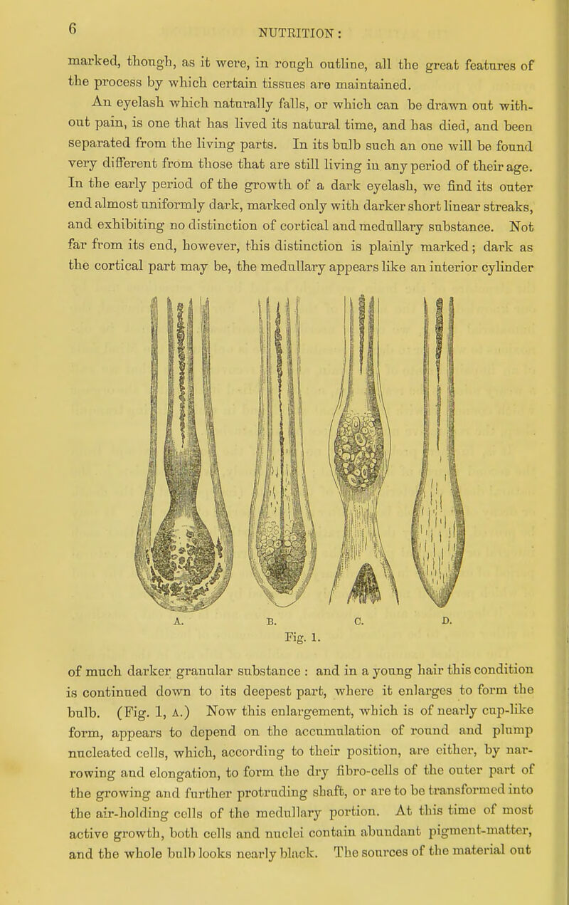 marked, though, as it were, in roagh outline, all the great features of the process by which certain tissues are maintained. An eyelash which naturally falls, or which can be drawn out with- out pain, is one that has lived its natural time, and has died, and been separated from the living parts. In its bulb such an one will be found very different from those that are still living in any period of their age. In the early period of the growth of a dark eyelash, we find its outer end almost uniformly dark, marked only with darker short linear streaks, and exhibiting no distinction of cortical and medullary substance. Not far from its end, however, this distinction is plainly marked; dark as the cortical part may be, the medullary appears like an interior cylinder a. b. c. D. Fig. 1. of much darker granular substance : and in a young hair this condition is continued down to its deepest part, where it enlarges to form the bulb. (Fig. 1, A.) Now this enlargement, which is of nearly cup-like form, appears to depend on the accumulation of round and plump nucleated cells, which, according to their position, are cither, by nar- rowing and elongation, to form the dry fibro-cells of the outer part of the growing and further protruding shaft, or are to he transformed into the air-holding cells of the medullary portion. At this time of most active growth, both cells and nuclei contain abundant pigment-matter, and the whole bulb looks nearly black. The sources of the material out
