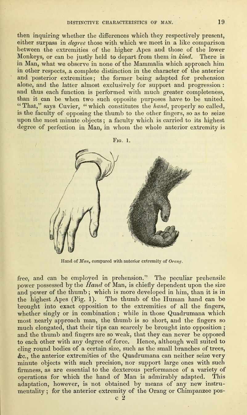 then inquiring whether the differences which they respectively present, either surpass in degree those with which we meet in a like comparison between the extremities of the higher A23es and tliose of the lower Monkeys, or can be justly held to depart from them in kind. There is in Man, what we observe in none of the Mammalia which approach him in other respects, a complete distinction in the character of the anterior and posterior extremities; the former being adapted for prehension alone, and the latter almost exclusively for support and progression : and thus each function is performed with much greater completeness, than it can be when two such opposite purposes have to be united. That, says Cuvier, which constitutes the hand^ properly so called, is the faculty of opposing the thumb to the other lingers, so as to seize upon the most minute objects; a faculty which is carried to its highest degree of perfection in Man, in whom the whole anterior extremity is Fig. 1. Hand of Man, compared with anterior extremity of Orang. free, and can be employed in prehension. The peculiar prehensile power possessed by the Hand of Man, is chiefly dependent upon the size and power of the thumb ; which is more developed in him, than it is in the highest Apes (Fig. 1). The thumb of the Human hand can be brought into exact opposition to the extremities of all the fingers, whether singly or in combination ; while in those Quadrumana which most nearly approach man, the thumb is so short, and the fingers so much elongated, that their tips can scarcely be brought into opposition ; and the thumb and fingers are so weak, that they can never be opposed to each other with any degree of force. Hence, although well suited to cling round bodies of a certain size, such as the small branches of trees, (kc, the anterior extremities of the Quadrumana can neither seize very minute objects with such precision, nor support large ones with such firmness, as are essential to the dexterous performance of a variety of operations for which the hand of Man is admirably adapted. This adaptation, however, is not obtained by means of any new instru- mentality ; for the anterior extremity of the Orang or Chimpanzee pos- c 2