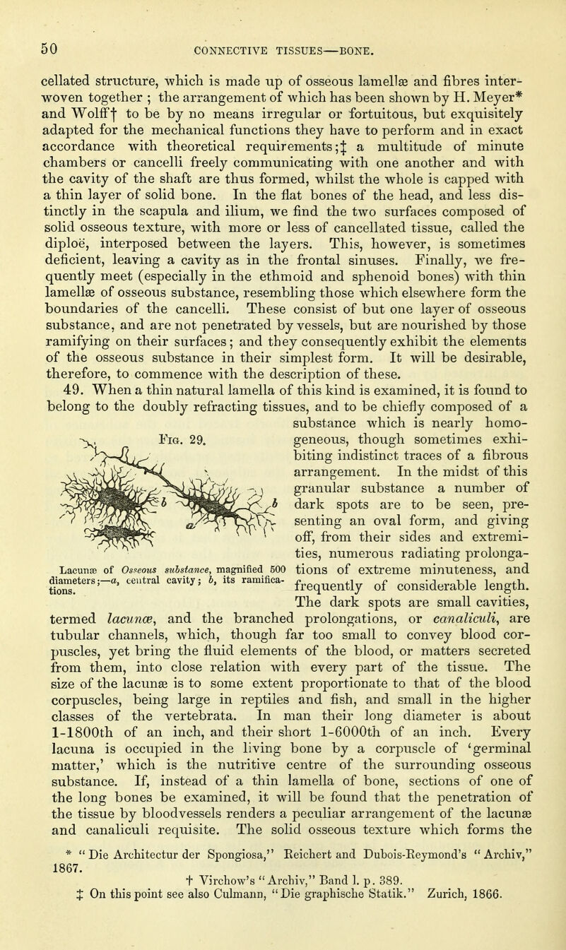 cellated structure, which is made up of osseous lamellae and fibres inter- woven together ; the arrangement of which has been shown by H. Meyer* and Wolfff to be by no means irregular or fortuitous, but exquisitely adapted for the mechanical functions they have to perform and in exact accordance with theoretical requirements; J a multitude of minute chambers or cancelli freely communicating with one another and with the cavity of the shaft are thus formed, whilst the whole is capped with a thin layer of solid bone. In the flat bones of the head, and less dis- tinctly in the scapula and ilium, we find the two surfaces composed of solid osseous texture, with more or less of cancellated tissue, called the diploe, interposed between the layers. This, however, is sometimes deficient, leaving a cavity as in the frontal sinuses. Finally, Ave fre- quently meet (especially in the ethmoid and sphenoid bones) with thin lamellee of osseous substance, resembling those which elsewhere form the boundaries of the cancelli. These consist of but one layer of osseous substance, and are not penetrated by vessels, but are nourished by those ramifying on their surfaces; and they consequently exhibit the elements of the osseous substance in their simplest form. It will be desirable, therefore, to commence with the description of these. 49. When a thin natural lamella of this kind is examined, it is found to belong to the doubly refracting tissues, and to be chiefly composed of a substance which is nearly homo- geneous, though sometimes exhi- biting indistinct traces of a fibrous arrangement. In the midst of this granular substance a number of dark spots are to be seen, pre- senting an oval form, and giving off, from their sides and extremi- ties, numerous radiating prolonga- Lacunse of Osteons substance, magnified 500 tions of extreme minuteness, and d^ameters;-a, central cavity; 6, its ramifica- f^gq^g^^ly of considerable length. The dark spots are small cavities, termed lacunce, and the branched prolongations, or canaltculi, are tubular channels, which, though far too small to convey blood cor- puscles, yet bring the fluid elements of the blood, or matters secreted from them, into close relation with every part of the tissue. The size of the lacunse is to some extent proportionate to that of the blood corpuscles, being large in reptiles and fish, and small in the higher classes of the vertebrata. In man their long diameter is about l-1800th of an inch, and their short l-6000th of an inch. Every lacuna is occupied in the living bone by a corpuscle of 'germinal matter,' which is the nutritive centre of the surrounding osseous substance. If, instead of a thin lamella of bone, sections of one of the long bones be examined, it will be found that the penetration of the tissue by bloodvessels renders a peculiar arrangement of the lacunae and canaliculi requisite. The solid osseous texture which forms the *  Die Architectur der Spongiosa, Keichert and Dubois-Eeymond's  Archiv, 1867. + Virchow's Archiv, Band 1. p. 389. J On this point see also Culmann, Die graphische Statik. Zurich, 1866.