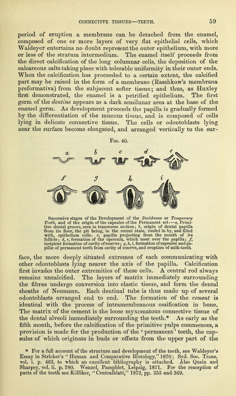 period of eruption a membrane can be detached from the enamel, composed of one or more layers of very flat epithelial cells, which Waldeyer entertains no doubt represent the outer epithelium, with more or less of the stratum intermedium. The enamel itself proceeds from the direct calcification of the long columnar cells, the deposition of the calcareous salts taking place with tolerable uniformity in their outer ends. When the calcification has proceeded to a certain extent, the calcified part may be raised in the form of a membrane (Easchkow's membrana preformativa) from the subjacent softer tissue; and thus, as Huxley first demonstrated, the enamel is a petrified epithelium. The first germ of the dentine appears as a dark semilunar area at the base of the enamel germ. As development proceeds the papilla is gradually formed by the differentiation of the mucous tissue, and is composed of cells lying in delicate connective tissue. The cells or odontoblasts lying near the surface become elongated, and arranged vertically to the sur- FiG. 40. (L h c d Successive stages of the Development of the Deciduous or Temporary/ Teeth, and of the origin of the capsules of the Permanent set:—a, Primi- tive dental groove, seen in transverse section; b, origin of dental papilla from its floor, the pit being, in the recent state, roofed in by, and filled with, epithelium cells; c, papilla projecting from the mouth of its follicle; d, e, formation of the opercula, which meet over the papilla; /, incipient formation of cavity of reserve; g, h, i, formation of capsules and pa- pillse of permanent teeth from cavity of reserve, and eruption of milk-teeth. face, the more deeply situated extremes of each communicating with other odontoblasts lying nearer the axis of the papilla. Calcification first invades the outer extremities of these cells. A central rod always remains uncalcified. The layers of matrix immediately surrounding the fibres undergo conversion into elastic tissue, and form the dental sheaths of Neumann. Each dentinal tube is thus made up of several odontoblasts arranged end to end. The formation of the cement is identical with the process of intramembranous ossification in bone. The matrix of the cement is the loose myxomatous connective tissue of the dental alveoli immediately surrounding the teeth.* As early as the fifth month, before the calcification of the primitive pulps commences, a provision is made for the production of the ' permanent' teeth, the cap- sules of which originate in buds or offsets from the upper part of the * For a full account of the structure and development of the teeth, see Waldeyer's Essay in Strieker's  Human and Comparative Histology, 1870 ; Syd. Soc. Trans, vol. i. p. 463, to -which an excellent bibliography is attached. Also Quain and Sharpey, vol. ii. p. 780. Wenzel, Pamphlet, Leipzig, 1871. For the resorption of parts of the teeth see KolHker,  Centralblatt, 1872, pp. 353 and 369.