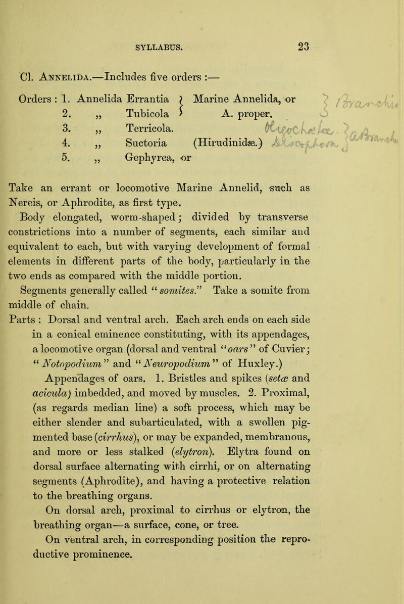 CI. Annelida.—Includes five orders :— Orders : 1. Annelida Errantia ) Marine Annelida, or < 2. 5, Tubicola > A. proper. S 3. „ Terricola. (K ^ 4. „ Suctoria (Hirudinid^) 5. „ Gephyrea, or Take an errant or locomotive Marine Annelid, suisli as Nereis, or Aphrodite, as first type. Body elongated, worm-shaped; divided by transverse constrictions into a number of segments, each similar and equivalent to each, but with varying development of formal elements in different parts of the body, particularly in the two ends as compared with the middle portion. Segments generally called  somites.'' Take a somite from middle of chain. Parts : Dorsal and ventral arch. Each arch ends on each side in a conical eminence constituting, with its appendages, a locomotive organ (dorsal and ventral oars of Cuvier; JVofnpodium'' and Neuropodium^^ of Huxley.) Appendages of oars. 1. Bristles and spikes (setce and acicula) imbedded, and moved by muscles. 2. Proximal, (as regards median line) a soft process, which may be either slender and subarticulated, with a swollen pig- mented base {cirrhus), or may be expanded, membranous, and more or less stalked (elytron). Elytra found on dorsal surface alternating with cirrhi, or on alternating segments (Aphrodite), and having a protective relation to the breathing organs. On dorsal arch, proximal to cirrhus or elytron, the breathing organ—a surface, cone, or tree. On ventral arch, in corresponding position the repro- ductive prominence.