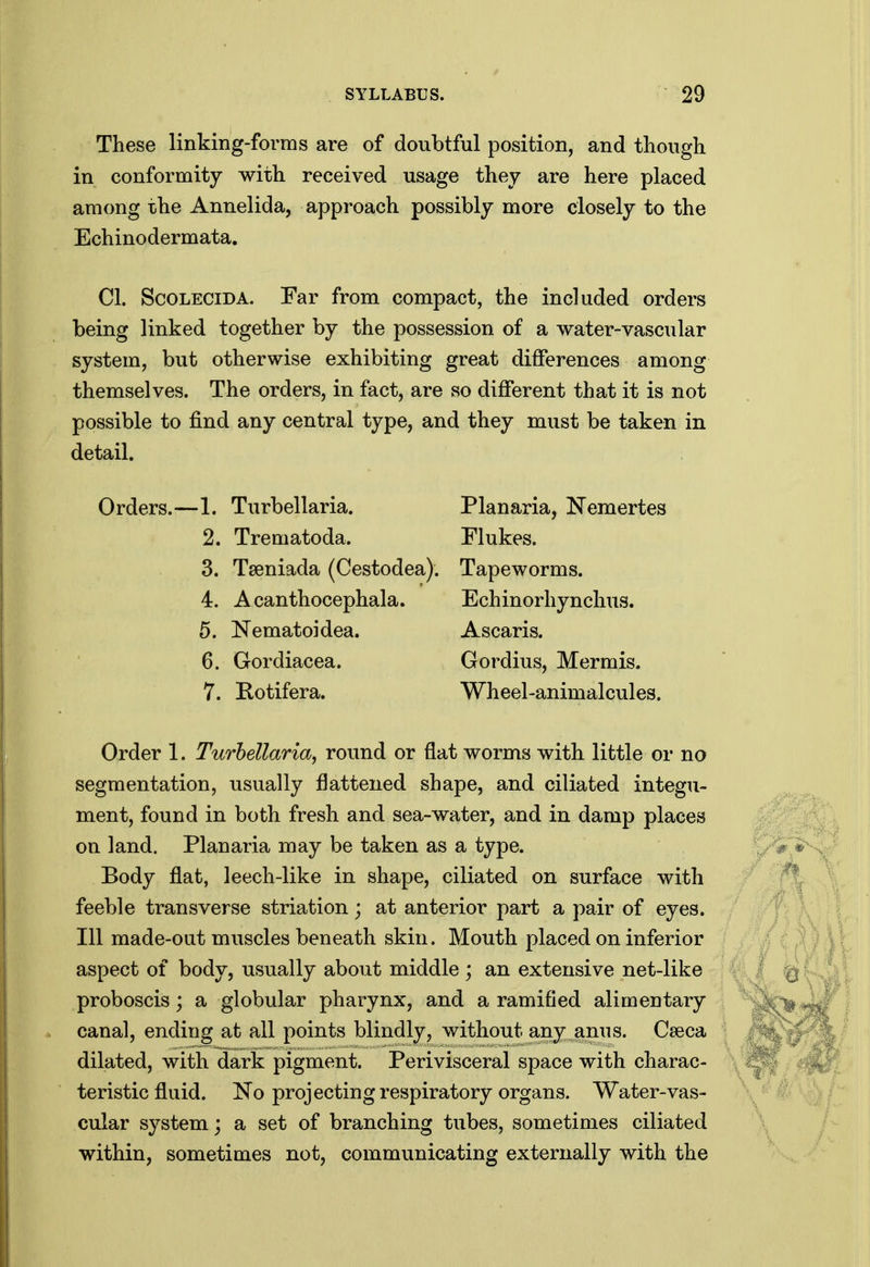 These linking-forms are of doubtful position, and though in conformity with received usage they are here placed among the Annelida, approach possibly more closely to the Echinodermata. CI. ScOLECiDA. Far from compact, the included orders being linked together by the possession of a water-vascular system, but otherwise exhibiting great differences among themselves. The orders, in fact, are so different that it is not possible to find any central type, and they must be taken in detail. Orders.—1. Turbellaria. Planaria, Nemertes 2. Trematoda. Flukes. 3. Tseniada (Cestodea). Tapeworms. 4. Acanthocephala. Echinorhynchus. 5. Nematoidea. Ascaris. 6. Gordiacea. Gordius, Mermis. 7. Kotifera. Wheel-animalcules. Order 1. Turbellaria^ round or flat worms with little or no segmentation, usually flattened shape, and ciliated integu- ment, found in both fresh and sea-water, and in damp places on land. Planaria may be taken as a type. Body flat, leech-like in shape, ciliated on surface with feeble transverse striation; at anterior part a pair of eyes. Ill made-out muscles beneath skin. Mouth placed on inferior aspect of body, usually about middle ; an extensive net-like proboscis; a globular pharynx, and a ramified alimentary canal, ending at all points blindly, without any amis. Cseca dilated, with dark pigment. Perivisceral space with charac- teristic fluid. !No projecting respiratory organs. Water-vas- cular system; a set of branching tubes, sometimes ciliated within, sometimes not, communicating externally with the
