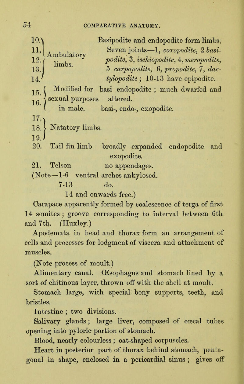 10. \ Basipodite and endopodifce form limbs. 11. . 1, 1 + ' Seven joints—1, coxopodite, 2hasi- 12. / Y \) podite, 3, ischiopodite, 4:,meropodite, 13.1 * 5 car2yopodite, 6, propodite, 7, dac- 14:. tylopodite ; 10-13 have epipodite. Modified for basi endopodite ; much dwarfed and sexual purposes altered. in male. basi-, endo-, exopodite. 18. y Natatory limbs. 19. ) 20. Tail fin limb broadly expanded endopodite and exopodite. 21. Telson no appendages. (Note—1-6 ventral arches ankylosed. 7-13 do. 14 and onwards free.) Carapace apparently formed by coalescence of terga of first 14 somites ; groove corresponding to interval between 6tli and 7th. (Huxley.) Apodemata in head and thorax form an arrangement of cells and processes for lodgment of viscera and attachment of muscles. (Note process of moult.) Alimentary canal. (Esophagus and stomach lined by a sort of chitinous layer, thrown off with the shell at moult. Stomach large, with special bony supports, teeth, and bristles. Intestine ; two divisions. Salivary glands; large liver, composed of coecal tubes opening into pyloric portion of stomach. Blood, nearly colourless; oat-shaped corpuscles. Heart in posterior part of thorax behind stomach, penta- gonal in shape, enclosed in a pericardial sinus ; gives off