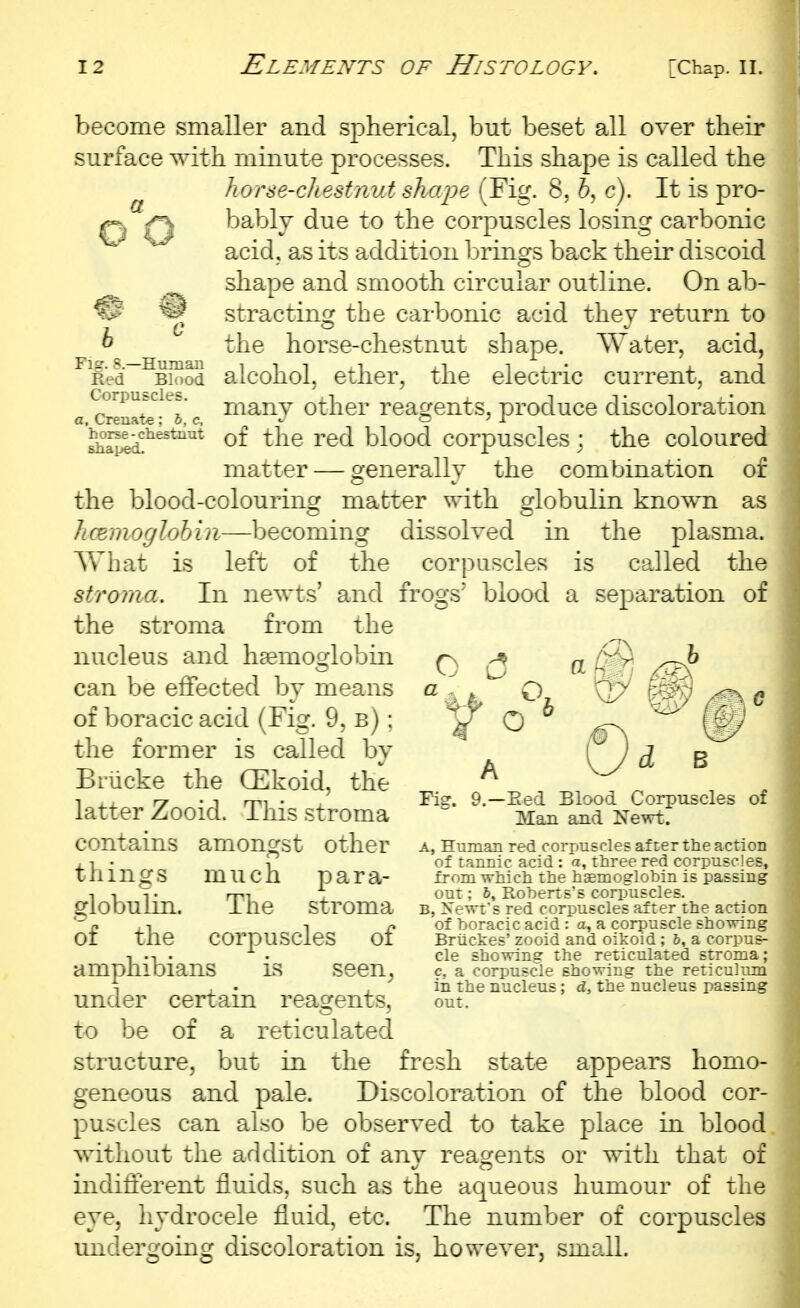 become smaller and spherical, but beset all over their surface with minute processes. This shape is called the liorse-cltest nut sho.pe (Fig. 8, 6, c). It is pro- bably due to the corpuscles losing carbonic acid, as its addition brings back their discoid shape and smooth circular outline. On ab- stracting the carbonic acid they return to the horse-chestnut shape. Water, acid, alcohol, ether, the electric current, and many other reagents, produce discoloration of the red blood corpuscles : the coloured matter — generally the combination of the blood-colouring matter with globulin known as hcemoglohin—becoming dissolved in the plasma. What is left of the corpuscles is called the stroma. In newts' and frogs'* blood a separation of the stroma from the # ® h  Fig. 8.—Human Red Blood Corpuscles. a, Crenate : b, c, horse-chestnut shaped. o a , . Fig. o B nucleus and haemoglobin can be effected by means of boracic acid (Fig. 9, b) ; the former is called by Briicke the GEkoid, the latter Zooid. This stroma contains amongst other things much para- globulin. The stroma of the corpuscles of amphibians is seen^ under certain reagents, to be of a reticulated structure, but in the fresh state appears homo- geneous and pale. Discoloration of the blood cor- puscles can also be observed to take place lq blood, without the addition of any reagents or with that of indifferent fluids, such as the aqueous humour of the eye, hydrocele fluid, etc. The number of corpuscles undergoing discoloration is, however, small. ).—Eed Blood Corpuscles of Man and Newt. A, Human red corpuscles after the action of tannic acid : a, three red corpuscles, from which the haemoglobin is passing out; 6, Robert s's corpuscles. B, Xewt's red corpuscles after the action of boracic acid : a, a corpuscle showing Briickes' zooid and oikoid; 6, a corpus- cle showing the reticulated stroma; c. a corpuscle showing the reticulum in the nucleus; d, the nucleus passing out.