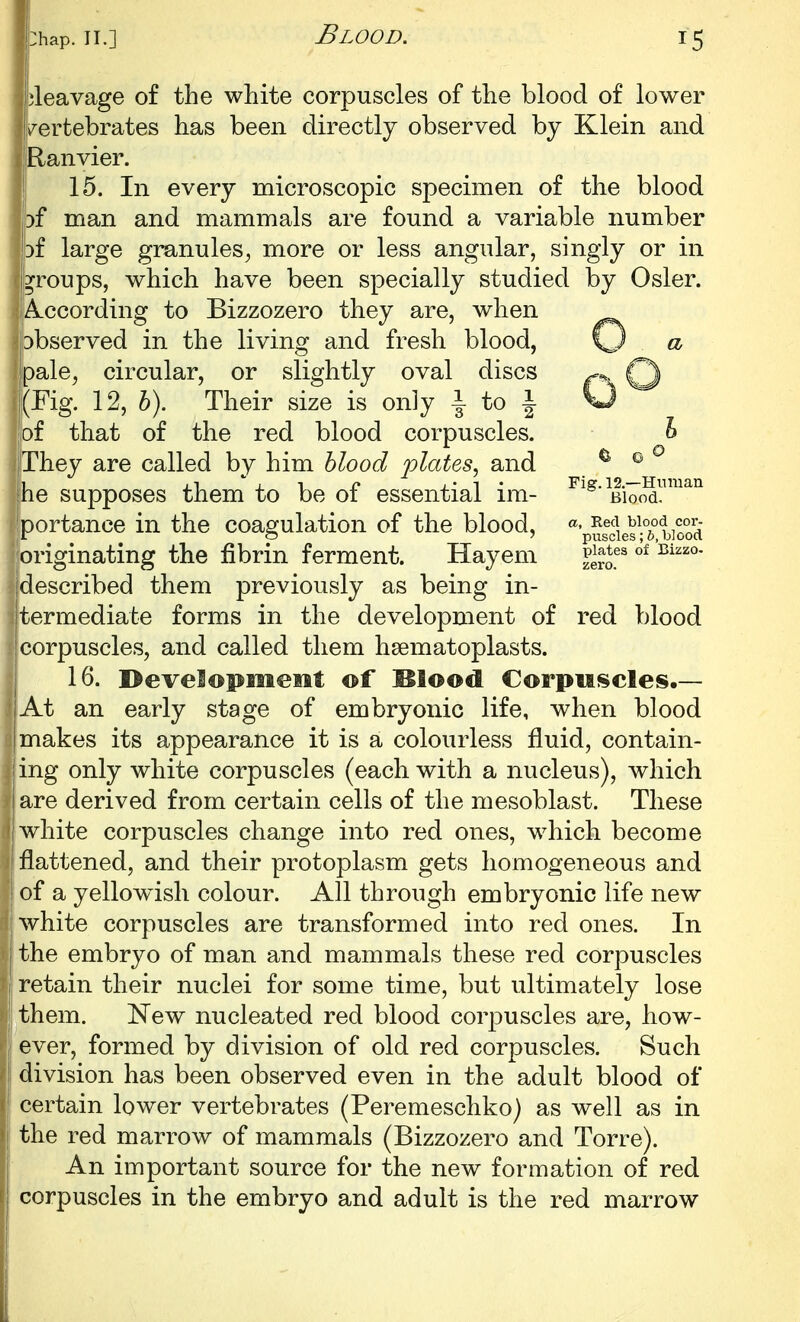 cleavage of the white corpuscles of the blood of lower Invertebrates has been directly observed by Klein and [Ranvier. 15. In every microscopic specimen of the blood 3f man and mammals are found a variable number 3f large granules^ more or less angular, singly or in groups, which have been specially studied by Osier. According to Bizzozero they are, when observed in the living and fresh blood, \J a jpale, circular, or slightly oval discs Q i(Fig. 12, h). Their size is only \ to \ U of that of the red blood corpuscles. ^ They are called by him hlood 'plates^ and he supposes them to be of essential im- portance in the coagulation of the blood, %5scie?Tb]ood originating the fibrin ferment. Hayem g^Jf^ idescribed them previously as being in- termediate forms in the development of red blood corpuscles, and called them hsematoplasts. 16. Developmemt of Blood Corpuscles.— At an early stage of embryonic life, when blood makes its appearance it is a colourless fluid, contain- ing only white corpuscles (each with a nucleus), which are derived from certain cells of the mesoblast. These white corpuscles change into red ones, wdiich become flattened, and their protoplasm gets homogeneous and of a yellowish colour. All through embryonic life new white corpuscles are transformed into red ones. In the embryo of man and mammals these red corpuscles retain their nuclei for some time, but ultimately lose them. New nucleated red blood corpuscles are, how- ever, formed by division of old red corpuscles. Such division has been observed even in the adult blood of certain lower vertebrates (Peremeschko) as well as in the red marrow of mammals (Bizzozero and Torre). An important source for the new formation of red corpuscles in the embryo and adult is the red marrow