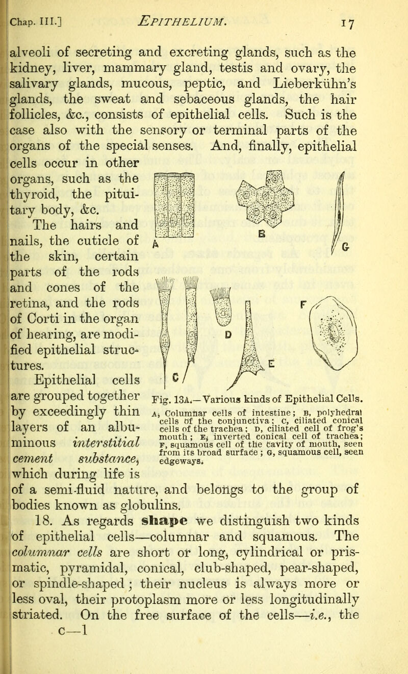 alveoli of secreting and excreting glands, such as the kidney, liver, mammary gland, testis and ovary, tlie salivary glands, mucous, peptic, and Lieberkiihn's glands, the sweat and sebaceous glands, the hair follicles, &c., consists of epithelial cells. Such is the case also with the sensory or terminal parts of the organs of the special senses. And, finally, epithelial cells occur in other organs, such as the thyroid, the pitui- tary body, &c. The hairs and j nails, the cuticle of the skin, certain ! parts of the rods and cones of the I retina, and the rods I of Corti in the organ !of hearing, are modi- fied epithelial struo^ tures. Epithelial cells are grouped together by exceedingly thin layers of an albu- i minous interstitial cement substance^ which during life is of a semi-fluid nature, and beloiigs to the group of bodies known as globulins. 18. As regards shape we distinguish two kinds of epithelial cells—columnar and squamous. The {columnar cells are short or long, cylindrical or pris- matic, pyramidal, conical, club-shaped, pear-shaped, or spindle-shaped; their nucleus is always more or jless oval, their protoplasm more or less longitudinally !striated. On the free surface of the cells—i.e., the ! c—1 Fig. 13A.—Various kinds of Epithelial Cells. Columnar cells of intestine; B, polyhedral cells df the conjunctiva; c, ciliated conical cells of the trachea; d, ciliated cell of frog's mouth; Ej inverted conical cell of trachea; F, squamous cell of the Cavity of mouth, seen from its broad surface ; G, squamous cell, seen edgeways.