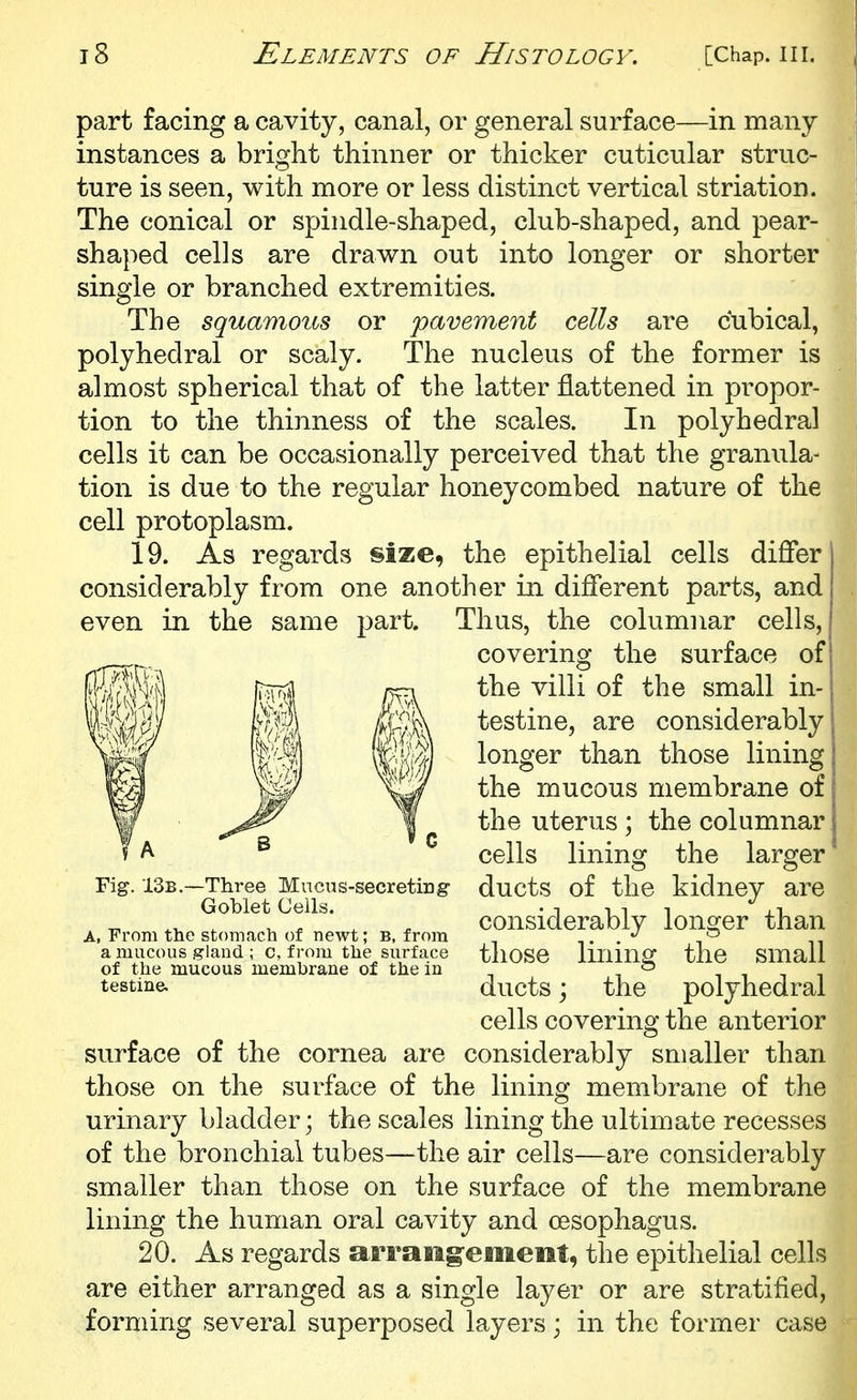 part facing a cavity, canal, or general surface—in many instances a bright thinner or thicker cuticular struc- ture is seen, with more or less distinct vertical striation. The conical or spindle-shaped, club-shaped, and pear- shaped cells are drawn out into longer or shorter single or branched extremities. The squamous or pavement cells are cubical, polyhedral or scaly. The nucleus of the former is almost spherical that of the latter flattened in propor- tion to the thinness of the scales. In polyhedral cells it can be occasionally perceived that the granula- tion is due to the regular honeycombed nature of the cell protoplasm. 19. As regards size, the epithelial cells differ considerably from one another in different parts, and even in the same part. Thus, the columnar cells, Fig. 13b.—Three Miicus-secretiDg- ducts of the kidney are surface of the cornea are considerably smaller than those on the surface of the lining membrane of the urinary bladder; the scales lining the ultimate recesses of the bronchial tubes—the air cells—are considerably smaller than those on the surface of the membrane lining the human oral cavity and oesophagus. 20. As regards arrang-ememt, the epithelial cells are either arranged as a single layer or are stratified, forming several superposed layers; in the former case G covering the surface of the villi of the small in- testine, are considerably longer than those lining the mucous membrane of the uterus; the columnar cells lining the larger A, From the stomach of newt; b, from a mucous gland ; c, f rom the surface of the mucous membrane of the in testine. considerably longer than those lining the small ducts; the polyhedral cells covering the anterior