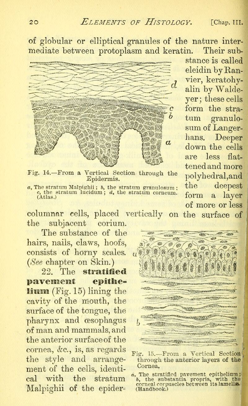 -From a Vertical Section through tlie Epidermis. a, The stratum Malpighii; h c, the stratum lucidum (Atlas.) the stratum granulosum ; d, the stratum corneum. of globular or elliptical granules of the nature inter- mediate between protoplasm and keratin. Their sub- stance is called eleidin by E.an- vier, keratohy- alin by Waide- yer; these cells form the stra- tum granulo- sum of Langer- hans. Deeper down the cells are less flat- tened and more polyhedral,and the deepest form a layer of more or less columnar cells, placed vei^tically on the surface of the subjacent corium. The substance of the hairs, nails, cla^vs, hoofs, consists of horny scales. (See chapter on Skin.) 22. The stratified paveoieiat epitlie- liiim (Fig. 15) lining the cavity of the mouth, the surface of the tongue, the pharynx and oesophagus of man and mammals, and the anterior surface of the cornea, &c., is, as regards the style and arrange- ment of the cells, identi- cal with the stratum Malpighii of the epider- Fig:. 15.—From a Vertical Sectioai through the anterior layers of the. Cornea. a, The stratified pavement epithelium}] 6, the substantia propria, with thsj corneal corpuscles between its lamella (Handbook.) th thsj ^mellMH