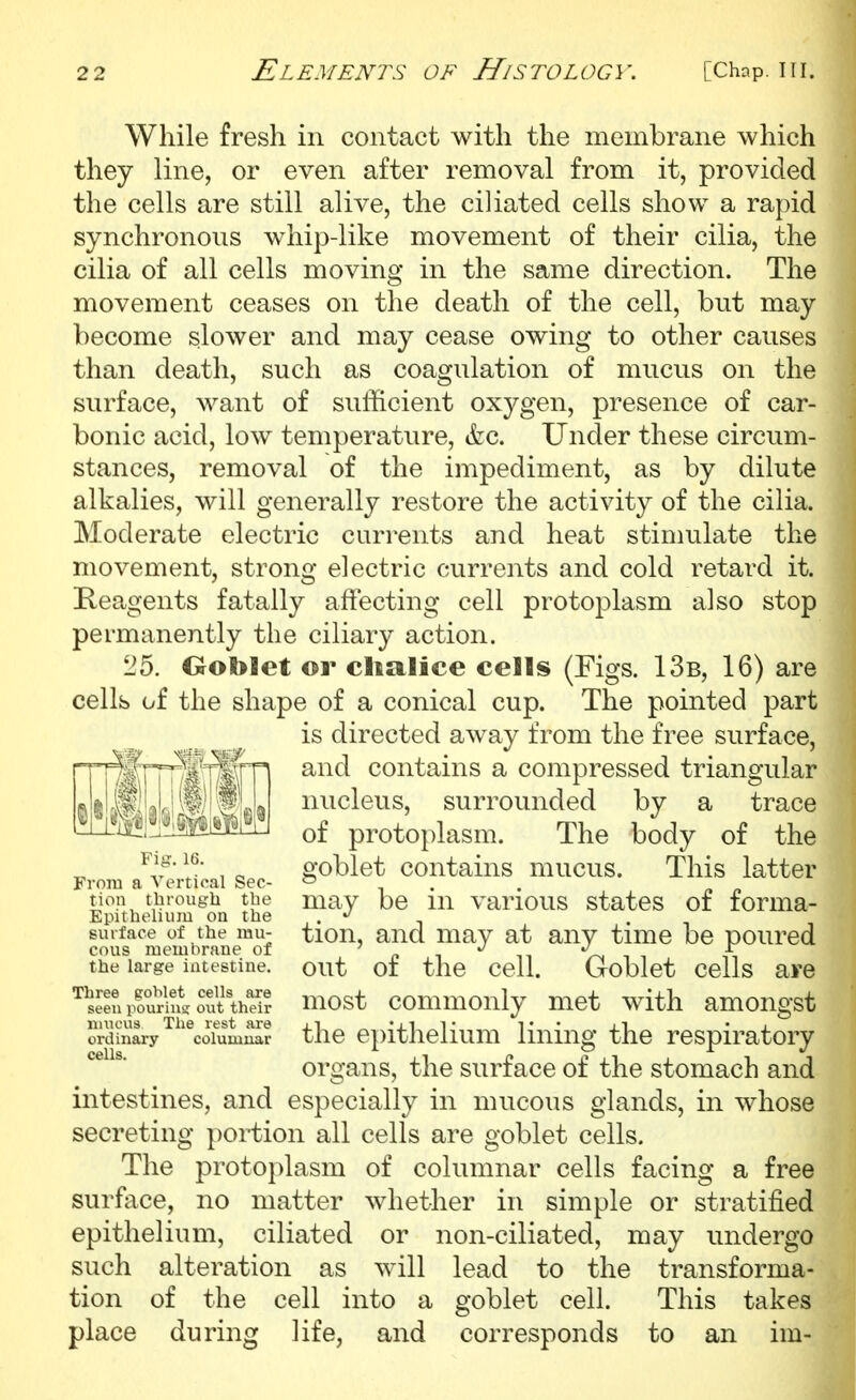 While fresh in contact with the membrane which they line, or even after removal from it, provided the cells are still alive, the ciliated cells show a rapid synchronous whip-like movement of their cilia, the cilia of all cells moving in the same direction. The movement ceases on the death of the cell, but may become slower and may cease owing to other causes than death, such as coagulation of mucus on the surface, want of sufficient oxygen, presence of car- bonic acid, low temperature, &c. Under these circum- stances, removal of the impediment, as by dilute alkalies, will generally restore the activity of the cilia. Moderate electric currents and heat stimulate the movement, strong electric currents and cold retard it. Keagents fatally affecting cell protoplasm also stop permanently the ciliary action. 25. Ooblet or chalice cells (Figs. 13b, 16) are cells of the shape of a conical cup. The pointed part is directed away from the free surface, and contains a compressed triangular nucleus, surrounded by a trace of protoplasm. The body of the goblet contains mucus. This latter may be in various states of forma- tion, and may at any time be poured out of the cell. Goblet cells are most commonly met with amongst the epithelium lining the respiratory organs, the surface of the stomach and intestines, and especially in mucous glands, in whose secreting portion all cells are goblet cells. The protoplasm of columnar cells facing a free surface, no matter whether in simple or stratified epithelium, ciliated or non-ciliated, may undergo such alteration as will lead to the transforma- tion of the cell into a goblet cell. This takes place during life, and corresponds to an im- Fig.16. From a Vertical Sec- tion through the Epitholiiuu on the surface of the mu- cous membrane of the large intestine. Three poblet cells are seen pouring out theii- nuu'us Tlie rest are ordinary columuar cells.