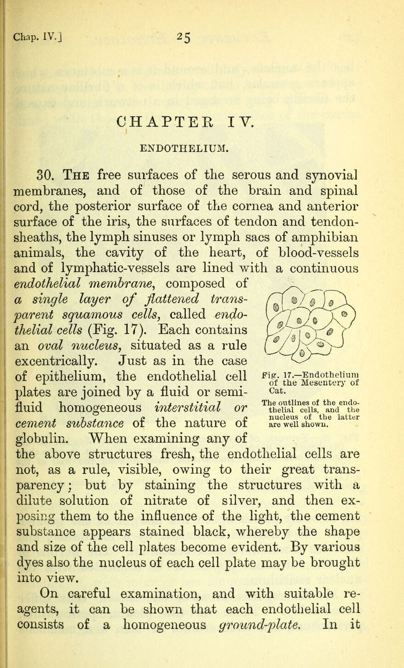 CHAPTER IV. ENDOTHELIUM. 30. The free surfaces of the serous and synovial membranes, and of those of the brain and spinal cord, the posterior surface of the cornea and anterior surface of the iris, the surfaces of tendon and tendon- sheaths, the lymph sinuses or lymph sacs of amphibian animals, the cavity of the heart, of blood-vessels and of lymphatic-vessels are lined with a continuous endothelial membrane^ composed of a single layer of flattened trans- parent squamous cells, called endo- thelial cells (Fig. 17). Each contains an oval nucleus, situated as a rule excentrically. Just as in the case of epithelium, the endothelial cell ^^o^f JJe~MeS4T''of plates are joined by a fluid or semi- cat. fluid homogeneous interstitial or ''^LuS'^eig ^'kVtfe 7 , i? J1 J i» nucleus of the latter cement substance or the nature 01 are weii showu. globulin. When examining any of the above structures fresh, the endothelial cells are not, as a rule, visible, owing to their great trans- parency: but by staining the structures with a dilute solution of nitrate of silver, and then ex- posing them to the influence of the light, the cement substance appears stained black, whereby the shape and size of the cell plates become evident. By various dyes also the nucleus of each cell plate may be brought into view. On careful examination, and with suitable re- agents, it can be shown that each endothelial cell consists of a homogeneous ground-plate. In it