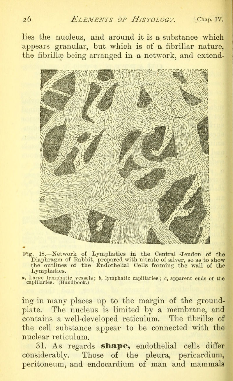 lies the nucleus, and around it is a substance which appears granular, but which is of a fibrillar nature, the fibrillse being arranged in a network, and extend- 1 Fig. 18.—Network of Lymphatics in the Central /Tendon of the Diaphrag-m of Rabbit, prepared with nitrate of silver, so as to show the outlines of the Endothelial Cells forming the wall of the Lymphatics. a. Large lymphatic vessels; b, lymphatic capillaries; c, apparent ends of the capillaries. iHandbook.) lug in many places up to the margin of the ground- plate. The nucleus is limited by a membrane, and contains a well-developed reticulum. The hbrillse of the cell substance appear to be connected with the nuclear reticulum. 31. As regards shape, endothelial cells differ considerably. Those of the pleura, pericardium, peritoneum, and endocardium of man and mammals