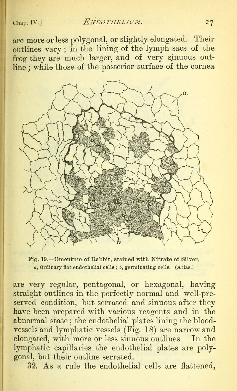 are more or less polygonal, or slightly elongated. Their outlines vary; in the lining of the lymph sacs of the frog they are much larger, and of very sinuous out- line ; while those of the posterior surface of the cornea Fig. 19.—Omentum of Eabbit, stained with Nitrate of Silver. a. Ordinary flat endothelial cells ; 6, germinating cells. (Atlas.) are very regular, pentagonal, or hexagonal, having straight outlines in the perfectly normal and well-pre- I served condition, but serrated and sinuous after they have been prepared with various reagents and in the abnormal state; the endothelial plates lining the blood- vessels and lymphatic vessels (Fig. 18) are narrow and elongated, with more or less sinuous outlines. In the lymphatic capillaries the endothelial plates are poly- gonal, but their outline serrated. 32. As a rule the endothelial cells are flattened,