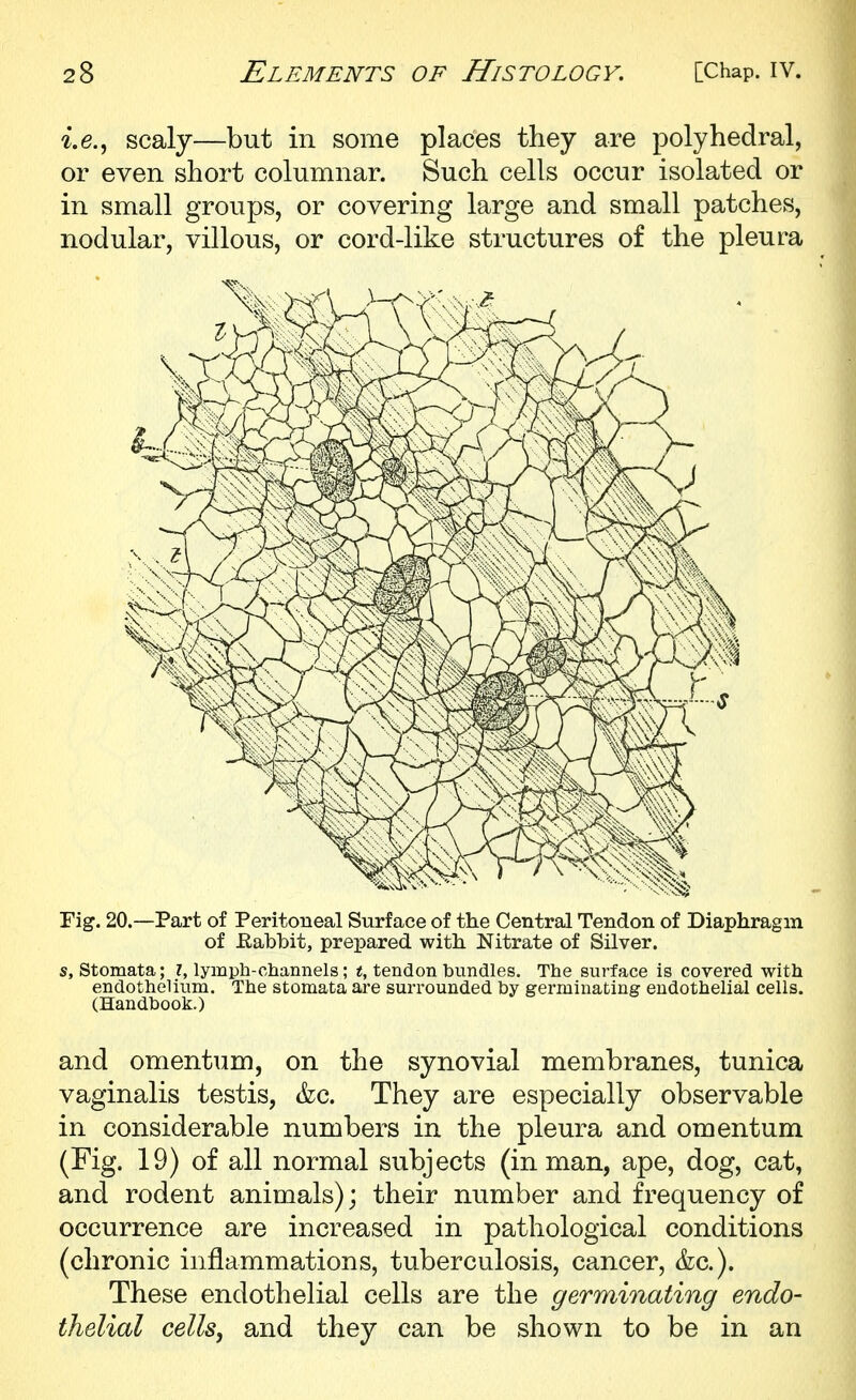 scaly—but in some places they are polyhedral, or even short columnar. Such cells occur isolated or in small groups, or covering large and small patches, nodular, villous, or cord-like structures of the pleura Fig. 20.—Part of Peritoneal Surface of the Central Tendon of Diaphragm of Eabbit, prepared with Nitrate of Silver. s, Stomata; Z, lymph-channels; <, tendon hundles. The surface is covered with endothelium. The stomata are surrounded by germinating endothelial cells. (Handbook.) and omentum, on the synovial membranes, tunica vaginalis testis, &c. They are especially observable in considerable numbers in the pleura and omentum (Fig. 19) of all normal subjects (in man, ape, dog, cat, and rodent animals); their number and frequency of occurrence are increased in pathological conditions (chronic inflammations, tuberculosis, cancer, &c.). These endothelial cells are the germinating endo- thelial cells, and they can be shown to be in an