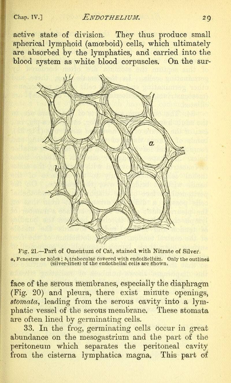 active state of division. They thus produce small spherical lymphoid (amoeboid) cells, which ultimately are absorbed by the lymphatics, and carried into the blood system as white blood corpuscles. On the sur- Fig. 21—Part of Omentum of Cat, stained with. Nitrate of Silver. a, Fenestras or holes; hs trabeculae covered with endothelliiiii. Only the outlines (silver-liHeS) of the endothelial cells are ghoWn. face of the serous nienibranes, especiall}^ the diaphragm (Fig. 20) and pleura, there exist minute openings, st'ofnata, leading from the serous cavity into a lym- phatic vessel of the serotis membrane. These stomata are often lined by germinating cells. 33. In the frog, germinating cells Occur in great abundance on the mesogastrium and the part of the peritoneum which separates the peritoneal cavity from the cisterna i^^mphatica magna. This part of