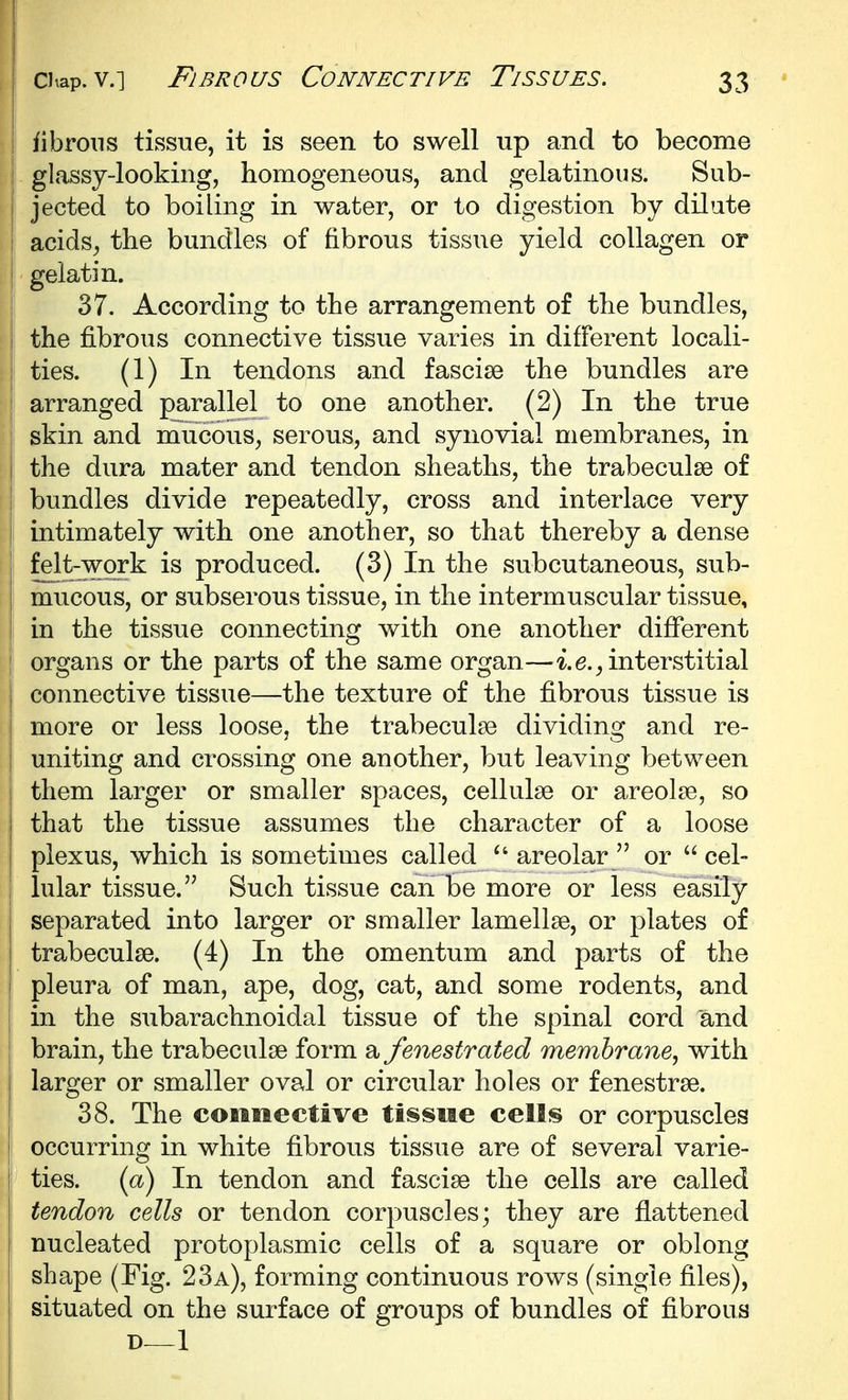fibrous tissue, it is seen to swell up and to become glassy-looking, homogeneous, and gelatinous. Sub- jected to boiling in water, or to digestion by dilate acids^ the bundles of fibrous tissue yield collagen or gelatin. 37. According to the arrangement of the bundles, the fibrous connective tissue varies in different locali- ties. (1) In tendons and fasciae the bundles are arranged parallel to one another. (2) In the true skin and mucous, serous, and synovial membranes, in the dura mater and tendon sheaths, the trabeculse of bundles divide repeatedly, cross and interlace very intimately with one another, so that thereby a dense felt-work is produced. (3) In the subcutaneous, sub- mucous, or subserous tissue, in the intermuscular tissue, in the tissue connecting with one another different I organs or the parts of the same organ—i.e.^interstitial connective tissue—the texture of the fibrous tissue is more or less loose, the trabeculse dividing and re- uniting and crossing one another, but leaving between I them larger or smaller spaces, cellulse or areolae, so that the tissue assumes the character of a loose plexus, which is sometimes called ^' areolar  or  cel- lular tissue. Such tissue can be more or less easily separated into larger or smaller lamellse, or plates of trabeculse. (4) In the omentum and parts of the pleura of man, ape, dog, cat, and some rodents, and in the subarachnoidal tissue of the spinal cord and brain, the trabeculse form a fenestrated membrane, with larger or smaller oval or circular holes or fenestrse. 38. The connective tissue cells or corpuscles occurring in white fibrous tissue are of several varie- i ties, {a) In tendon and fasciae the cells are called tendon cells or tendon corpuscles; they are flattened nucleated protoplasmic cells of a square or oblong shape (Fig. 23a), forming continuous rows (single files), situated on the surface of groups of bundles of fibrous D—1