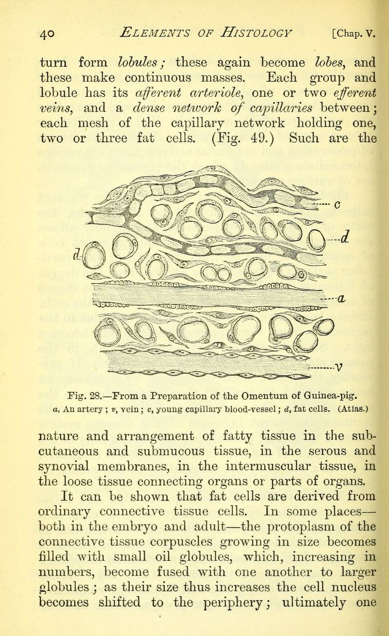 turn form lobules; these again become lohes^ and these make continuous masses. Each group and lobule has its afferent arteriole^ one or two efferent veins, and a dense network of capillaries between; each mesh of the capillary network holding one, two or three fat cells. (Fig. 49.) Such are the Fig. 28.—From a Preparation of the Omentum of Guinea-pig. a, An artery; v, vein; c, young capillaiy blood-vessel; d, fat cells. (Atlas.) nature and arrangement of fatty tissue in the sub- cutaneous and submucous tissue, in the serous and synovial membranes, in the intermuscular tissue, in the loose tissue connecting organs or parts of organs. It can be shown that fat cells are derived from ordinary connective tissue cells. In some places— both in the embryo and adult—the protoplasm of the connective tissue corpuscles growing in size becomes filled with small oil globules, which, increasing in numbers, become fused with one another to larger globules ; as their size thus increases the cell nucleus becomes shifted to the periphery; ultimately one