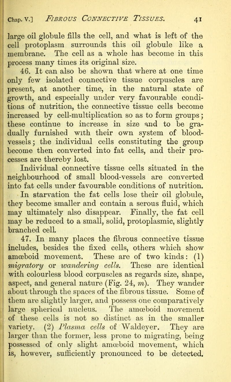 large oil globule fills the cell, and what is left of the cell protoplasm surrounds this oil globule like a membrane. The cell as a whole has become in this process many times its original size. 46. It can also be shown that where at one time only few isolated coxmective tissue corpuscles are present, at another time, in the natural state of growth, and especially under very favourable condi- tions of nutrition, the connective tissue cells become increased by cell-multiplication so as to form groups; these continue to increase in size and to be gra- dually furnished with their own system of blood- vessels ; the individual cells constituting the group become then converted into fat cells, and their pro- cesses are thereby lost. Individual connective tissue cells situated in the neighbourhood of small blood-vessels are converted into fat cells under favourable conditions of nutrition. In starvation the fat cells lose their oil globule, they become smaller and contain a serous fluid, which may ultimately also disappear. Finally, the fat cell I may be reduced to a small, solid, protoplasmic, slightly i branched cell 47. In many places the fibrous connective tissue includes, besides the fixed cells, others which show amceboid movement. These are of two kinds: (1) migratory or wandering cells. These are identical with colourless blood corpuscles as regards size, shape, i aspect, and general nature (Fig. 24, m). They wander about through the spaces of the fibrous tissue. Some of I them are slightly larger, and possess one comparatively large spherical nucleus. The amceboid movement of these cells is not so distinct as in the smaller [ variety. (2) Plasma cells of Walcleyer. They are larger than the former, less prone to migrating, being possessed of only slight amceboid movement, which is, however, sufficiently pronounced to be detected.