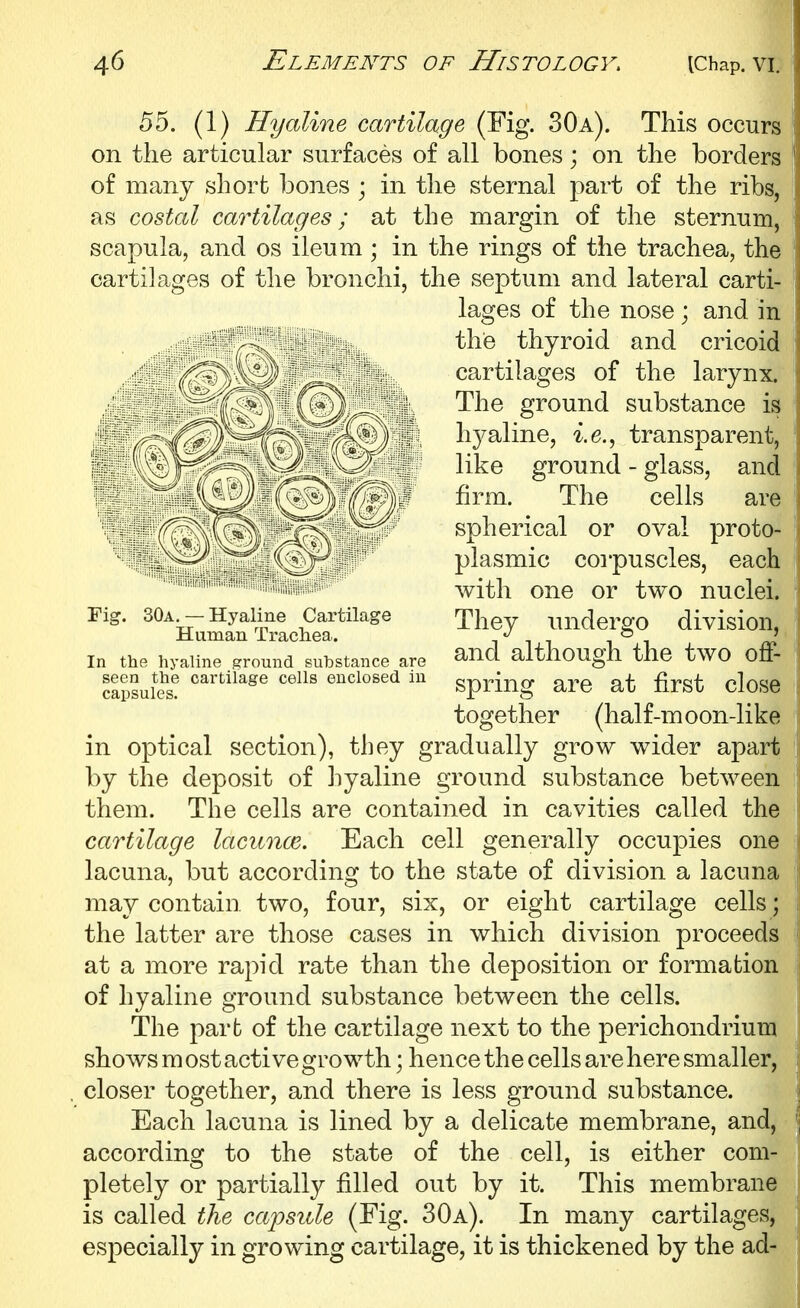 55. (1) Hyaline cartilage (Fig. 30a). This occurs on the articular surfaces of all bones; on the borders of many short bones ; in the sternal part of the ribs, as costal cartilages; at the margin of the sternum, scapula, and os ileum ; in the rings of the trachea, the cartilages of the bronchi, the septum and lateral carti- in optical section), they gradually grow wider apart by the deposit of hyaline ground substance between them. The cells are contained in cavities called the cartilage lacunce. Each cell generally occupies one lacuna, but according to the state of division a lacuna may contain two, four, six, or eight cartilage cells; the latter are those cases in which division proceeds at a more rapid rate than the deposition or formation of hyaline ground substance between the cells. The part of the cartilage next to the perichondrium shows most active growth; hence the cells are here smaller, closer together, and there is less ground substance. Each lacuna is lined by a delicate membrane, and, according to the state of the cell, is either com- pletely or partially filled out by it. This membrane is called the capsule (Fig. 30a). In many cartilages, especially in growing cartilage, it is thickened by the ad- In the hyaline ground substance are seen the cartilage cells enclosed in capsules. Fig. 30a. — Hyaline Cartilage Human Trachea. lages of the nose; and in the thyroid and cricoid cartilages of the larynx. The ground substance is hj^aline, ie., transparent, like ground - glass, and firm. The cells are spherical or oval proto- plasmic corpuscles, each with one or two nuclei. They undergo division, and although the two off- spring are at first close together (half-moon-like