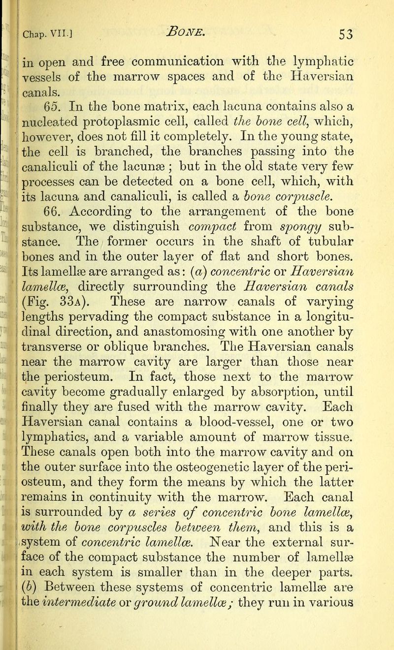 I in open and free communication with the lymphatic vessels of the marrow spaces and of the Haversian canals. 65. In the bone matrix, each lacuna contains also a nuclea^ted protoplasmic cell, called the hone cell^ which, ■ however, does not fill it completely. In the young state, the cell is branched, the branches passing into the canaliculi of the lacunae ; but in the old state very few processes can be detected on a bone cell, which, with : its lacuna and canaliculi, is called a hone corpuscle. I 66. According to the arrangement of the bone I substance, we distinguish compact from spongy sub- 1 stance. The former occurs in the shaft of tubular ' bones and in the outer layer of fiat and short bones. Its lamellae are arranged as: (a) concentric or Haversian lamellce, directly surrounding the Haversian canals \ (Fig. 33a). These are narrow canals of varying I lengths pervading the compact substance in a longitu- i dinal direction, and anastomosing with one another by j transverse or oblique branches. The Haversian canals j near the marrow cavity are larger than those near I the periosteum. In fact, those next to the marrow cavity become gradually enlarged by absorption, until I finally they are fused with the marrow cavity. Each I Haversian canal contains a blood-vessel, one or two lymphatics, and a variable amount of marrow tissue. These canals open both into the marrow cavity and on the outer surface into the osteogenetic layer of the peri- osteum, and they form the means by which the latter remains in continuity with the marrow. Each canal is surrounded by a series of concentric hone lamelloi, with the hone corpuscles hetween them, and this is a system of concentric lamellce. Near the external sur- face of the compact substance the number of lamellae in each system is smaller than in the deeper parts. {h) Between these systems of concentric lamellae are the intermediate ov ground lamellce; they run in various